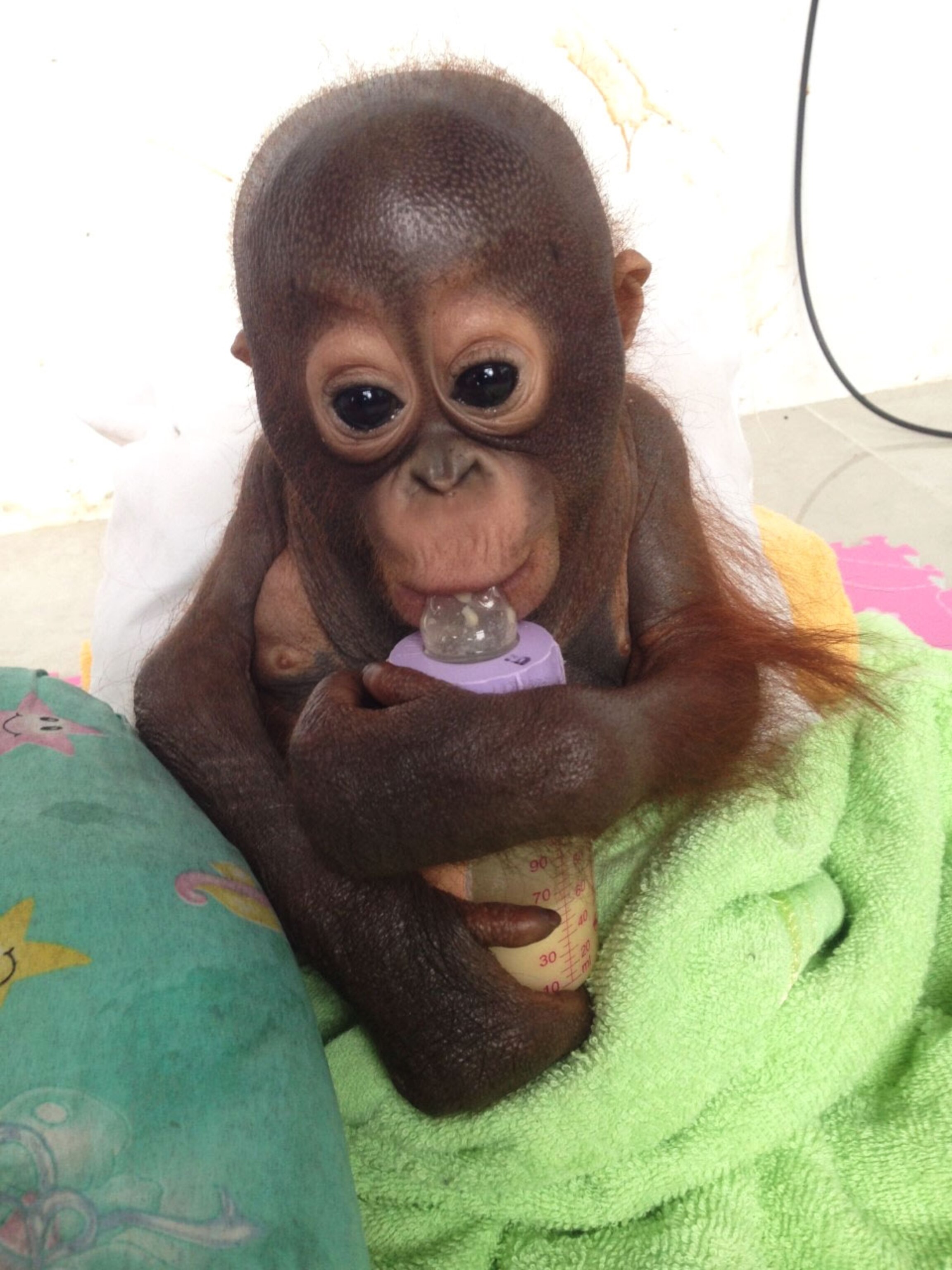 a baby orangutan