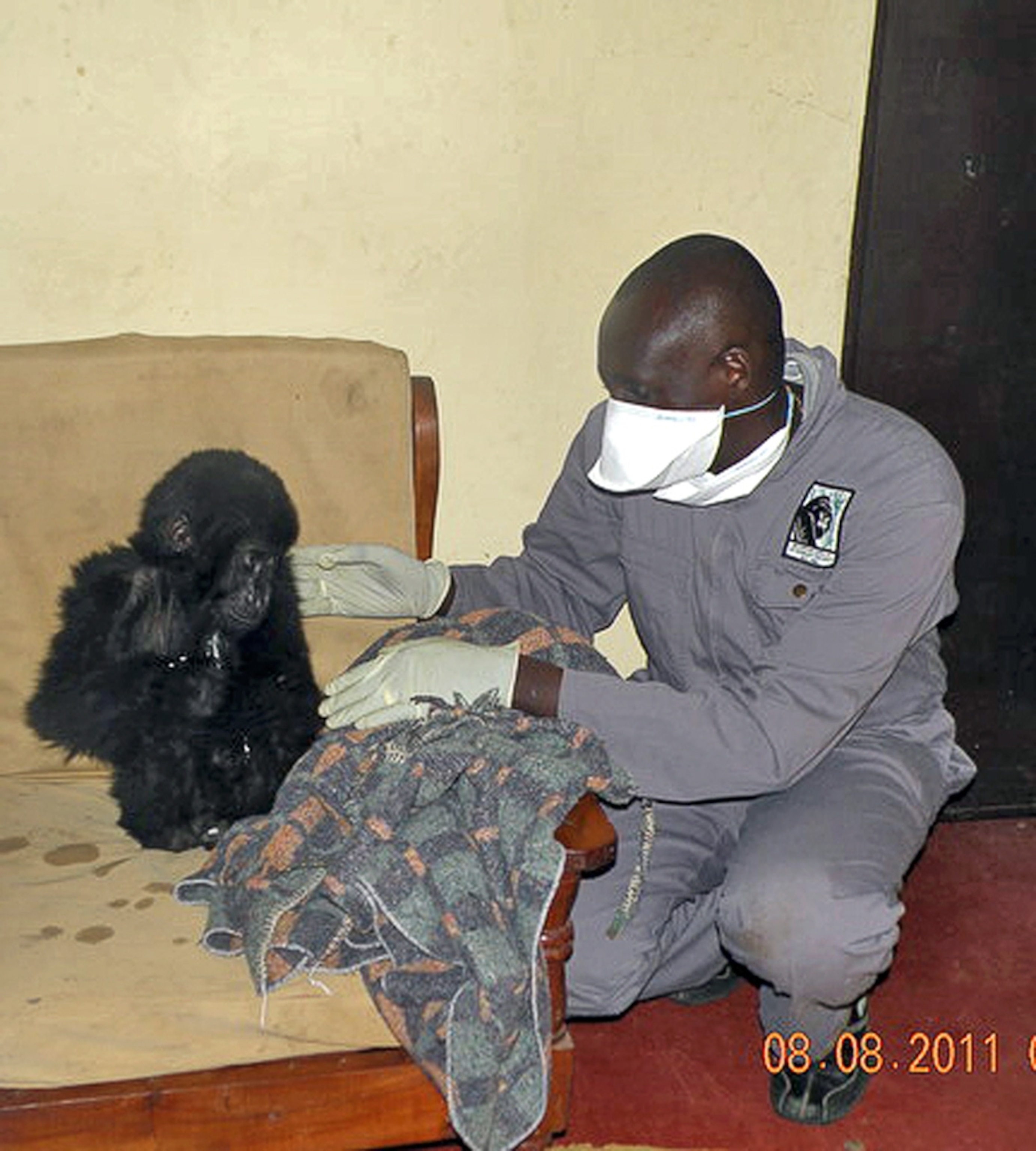 Baby gorilla picture: gorilla with a worker