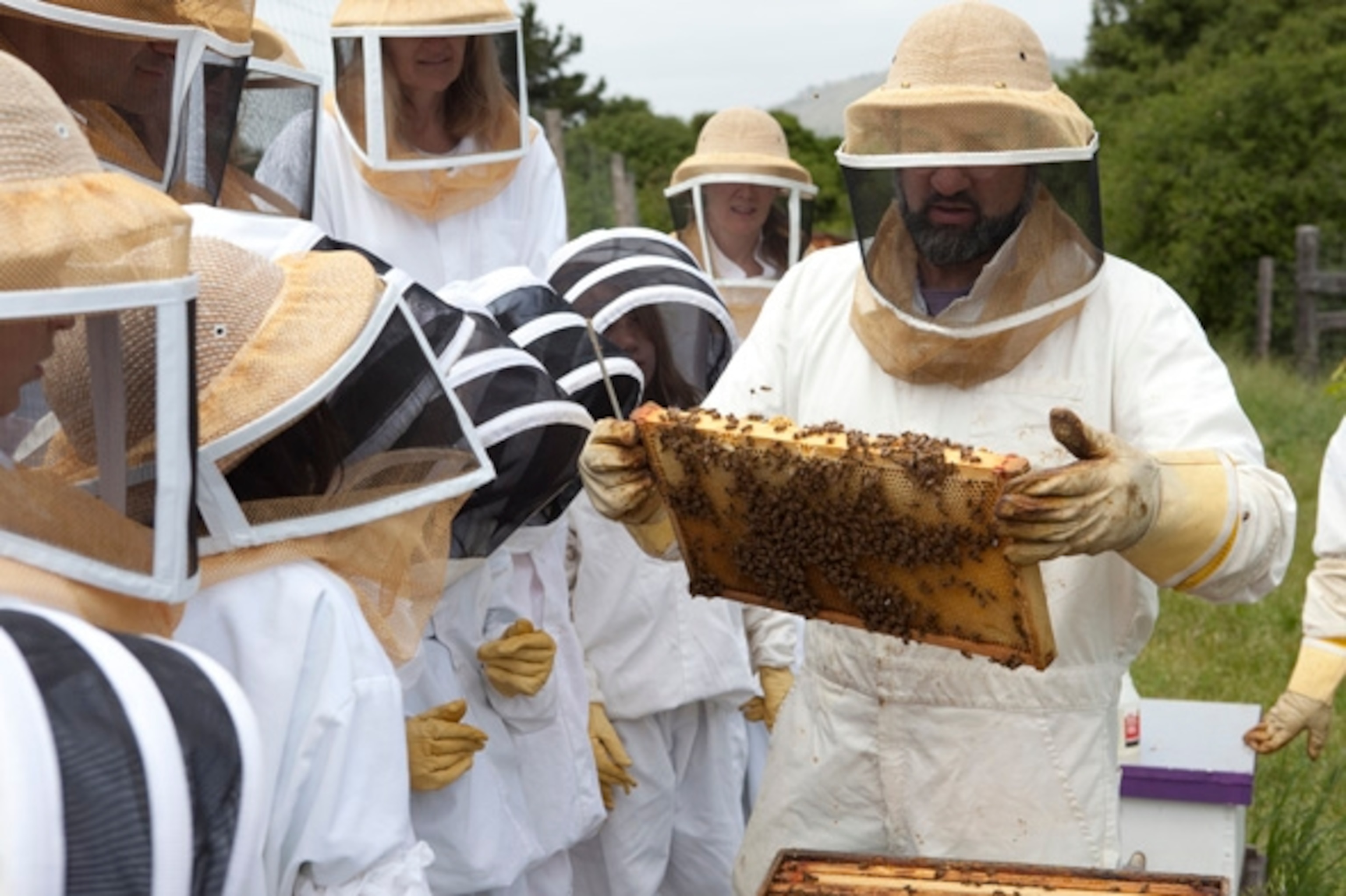 John Russo shows us his bees at work. (Photograph by Shannon Switzer)