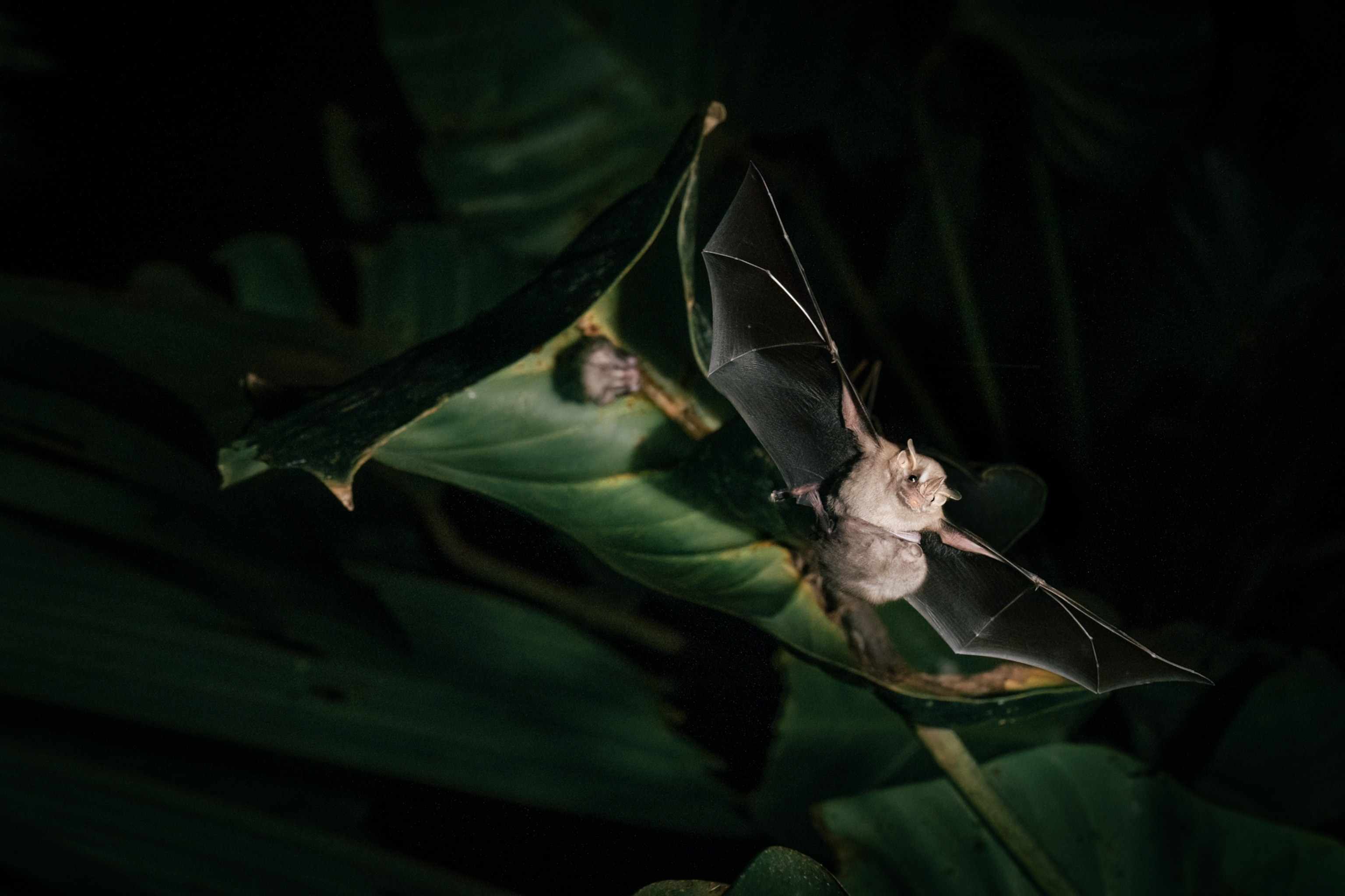 A bat flying.