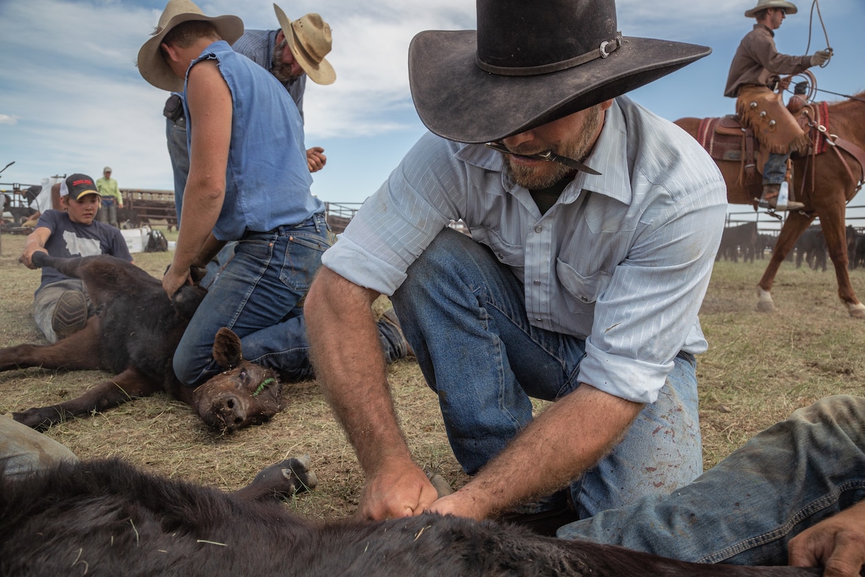 ranchers with wide brimmed hats holding down cows