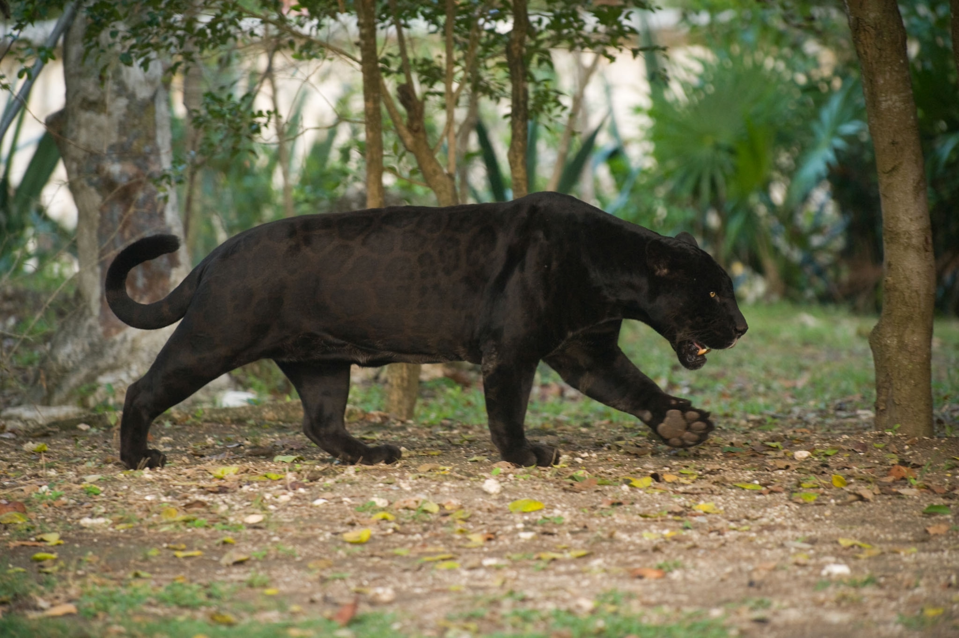 Can You Spot The Difference Between A Jaguar And A Leopard