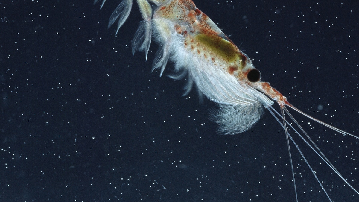 Krill National Geographic