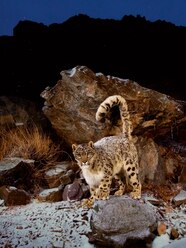 Mountain Habitat Animals