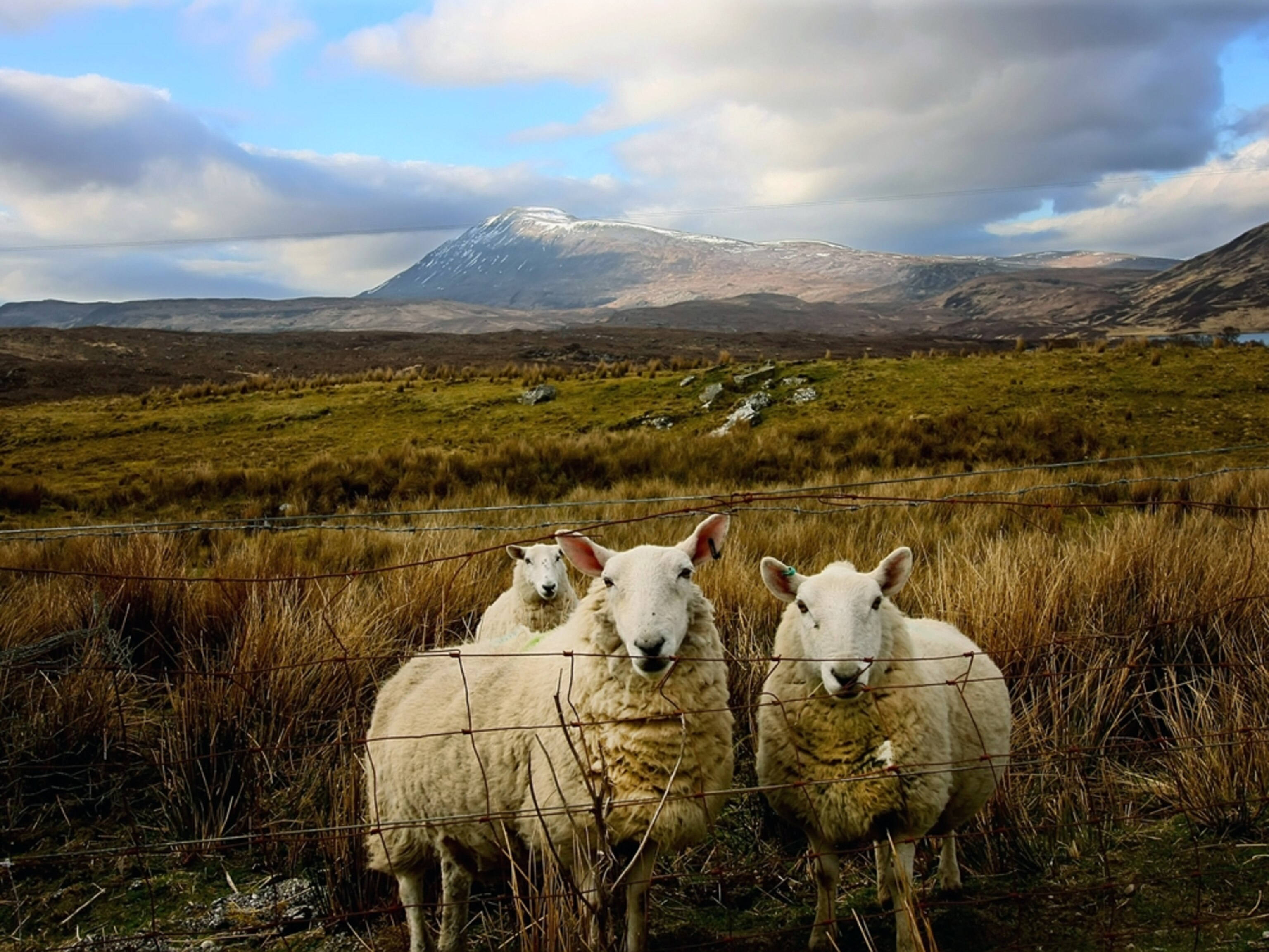 Three sheep in a field