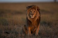 African Lion Pictures African Lion Pictures