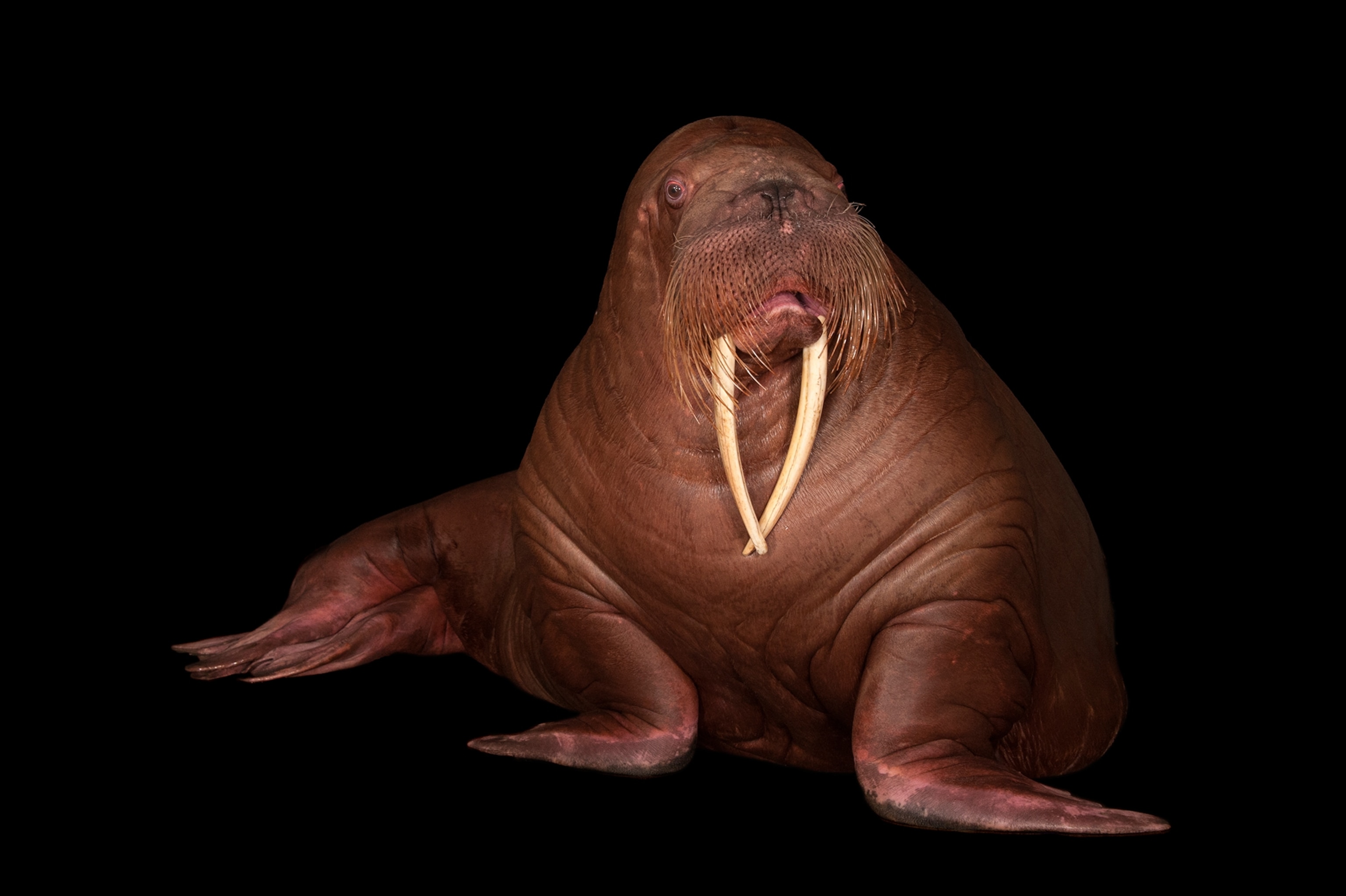 pacific-walrus-ocean-park-photo-ark.jpg