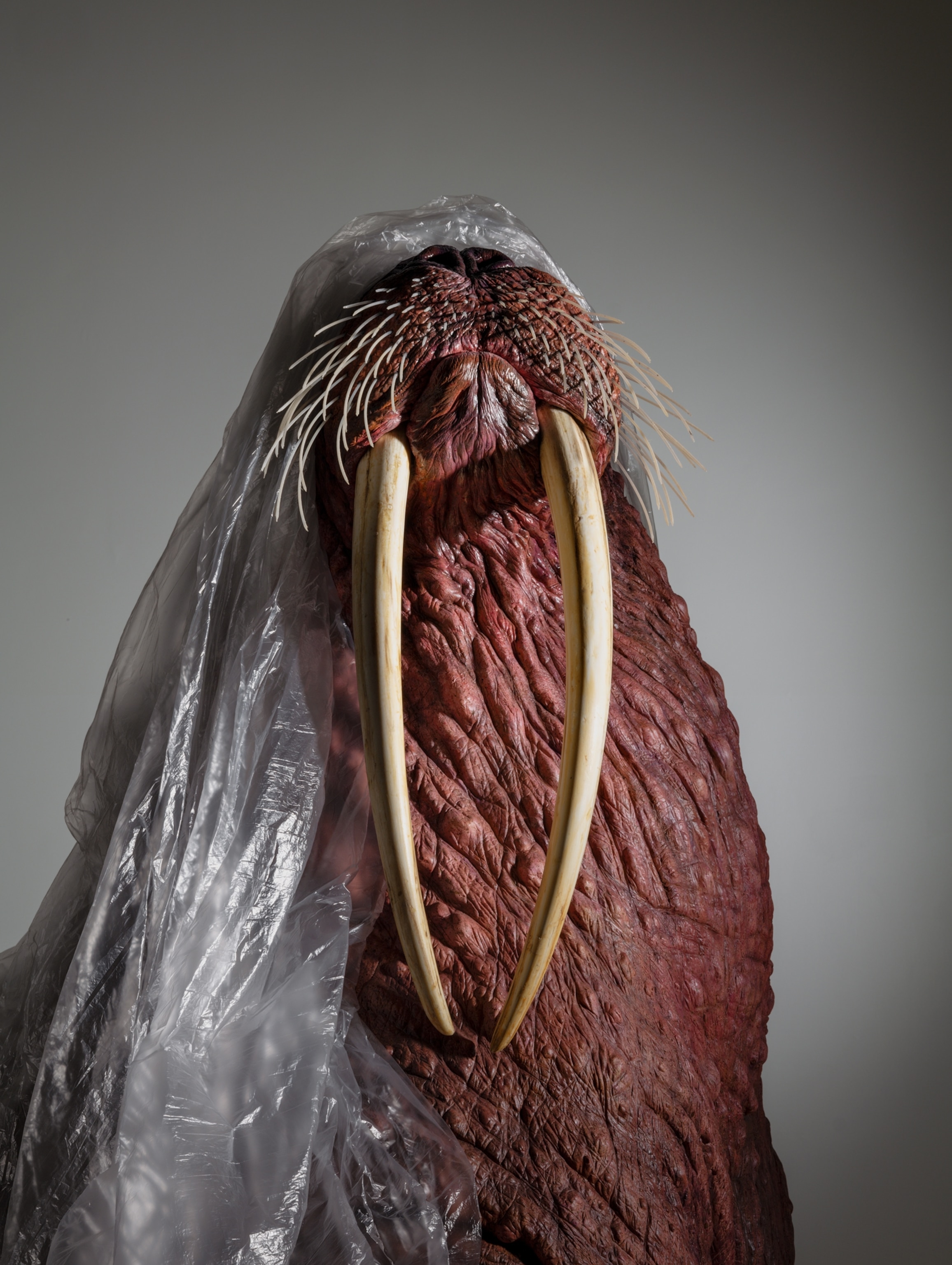 Front view of a walrus specimen with plastic draped over its head