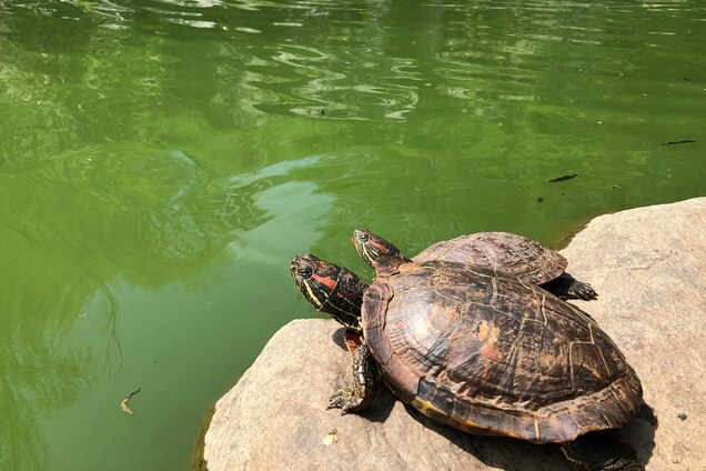 Invasive Turtles Are Wreaking Havoc In New York City