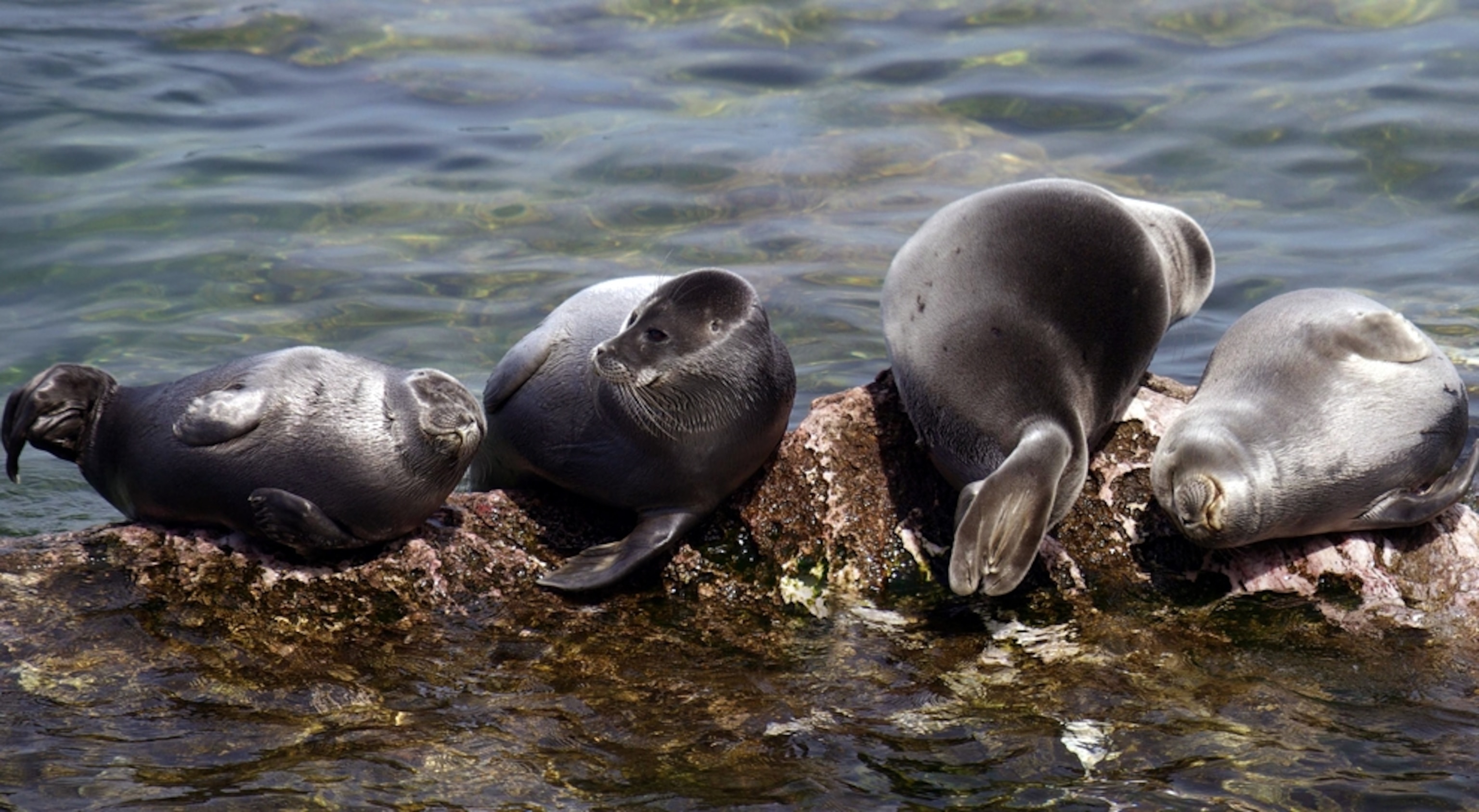 Freshwater Mammal Photos -- National Geographic