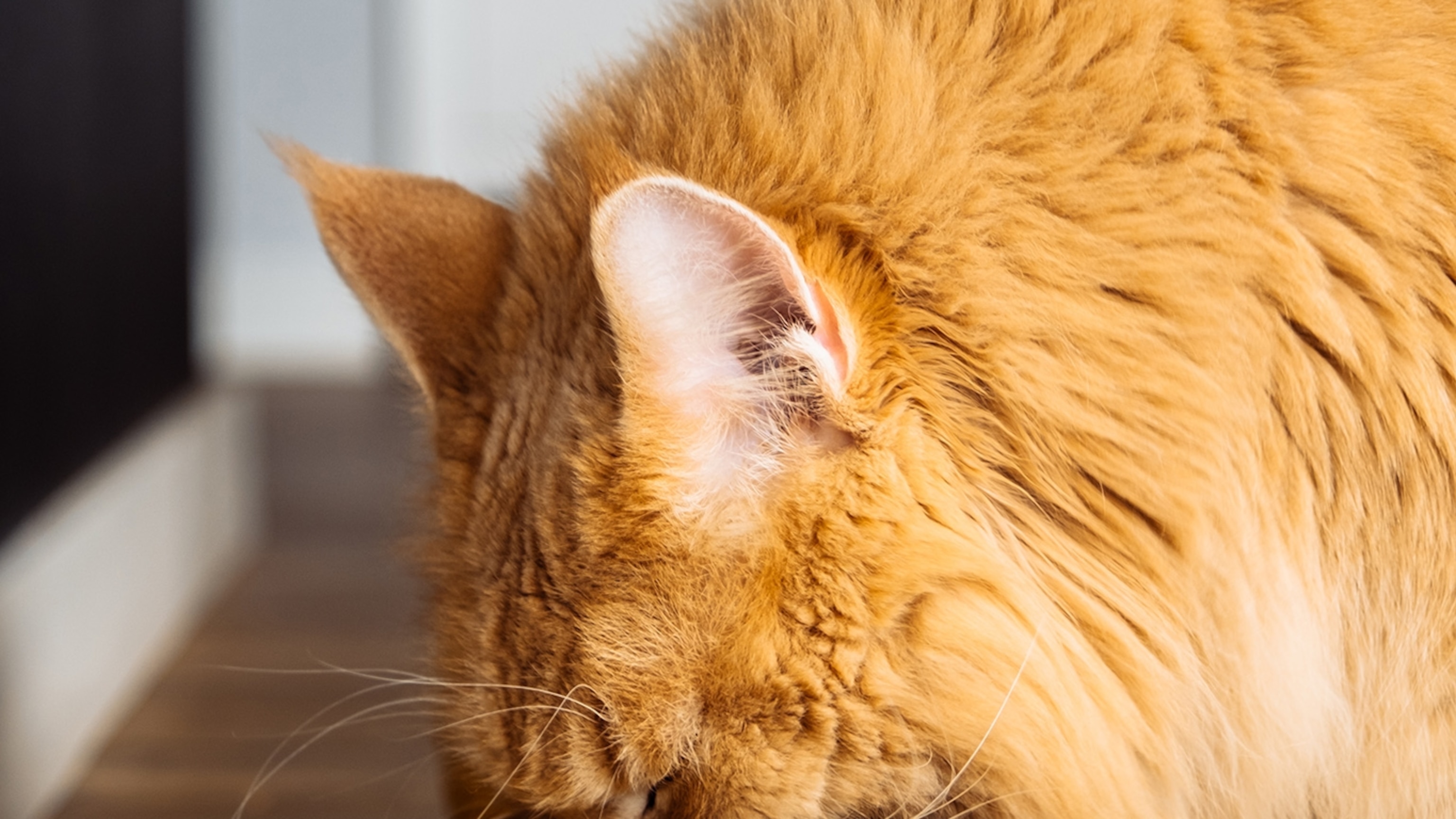 The expensive pet food that's not worth the risk