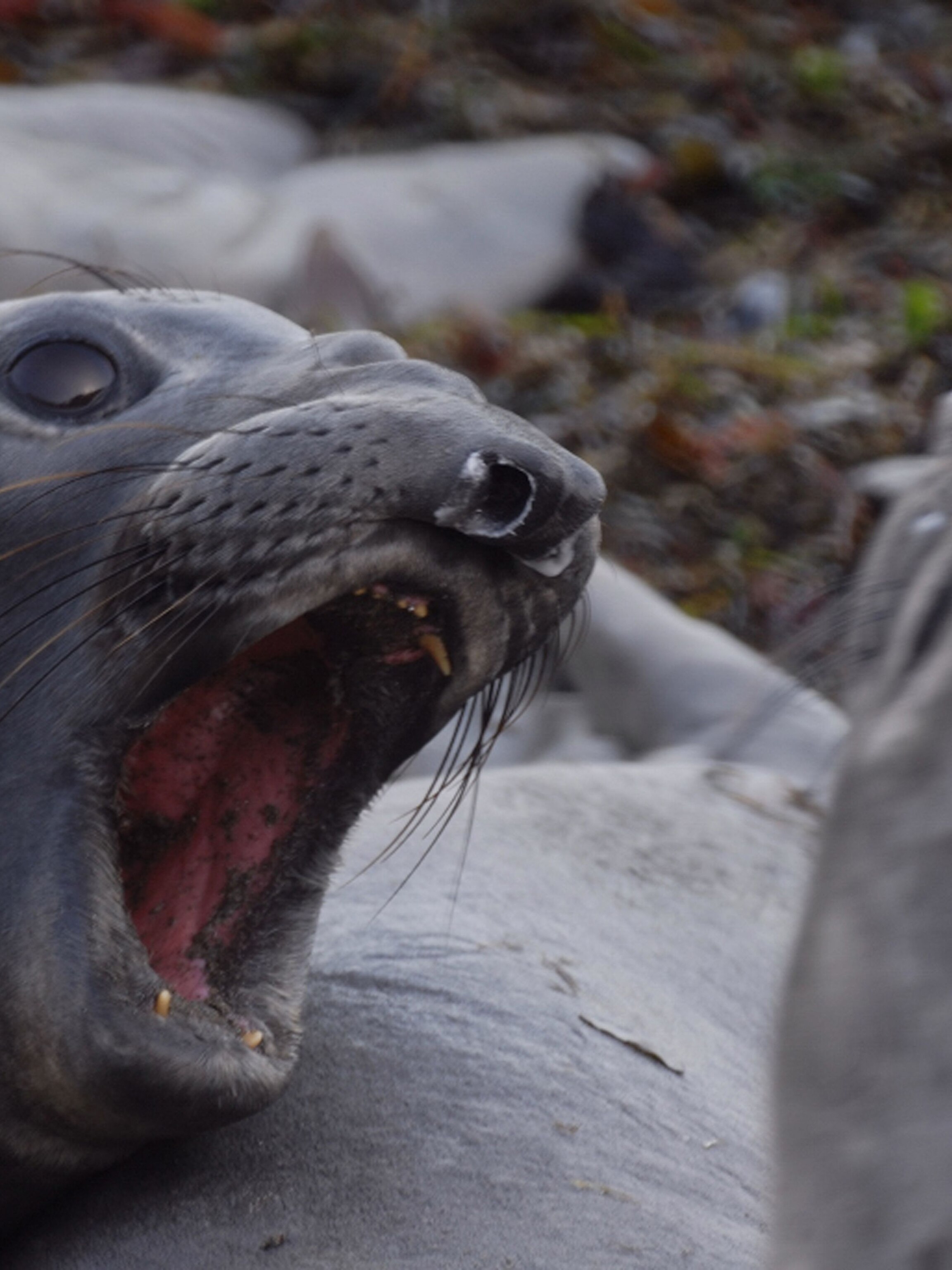 elephant seals national geographic elephant seals national geographic