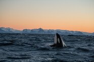 Orcas Once Hunted And Now Beloved Are In Danger National Geographic Orcas Once Hunted And Now Beloved Are In Danger National Geographic