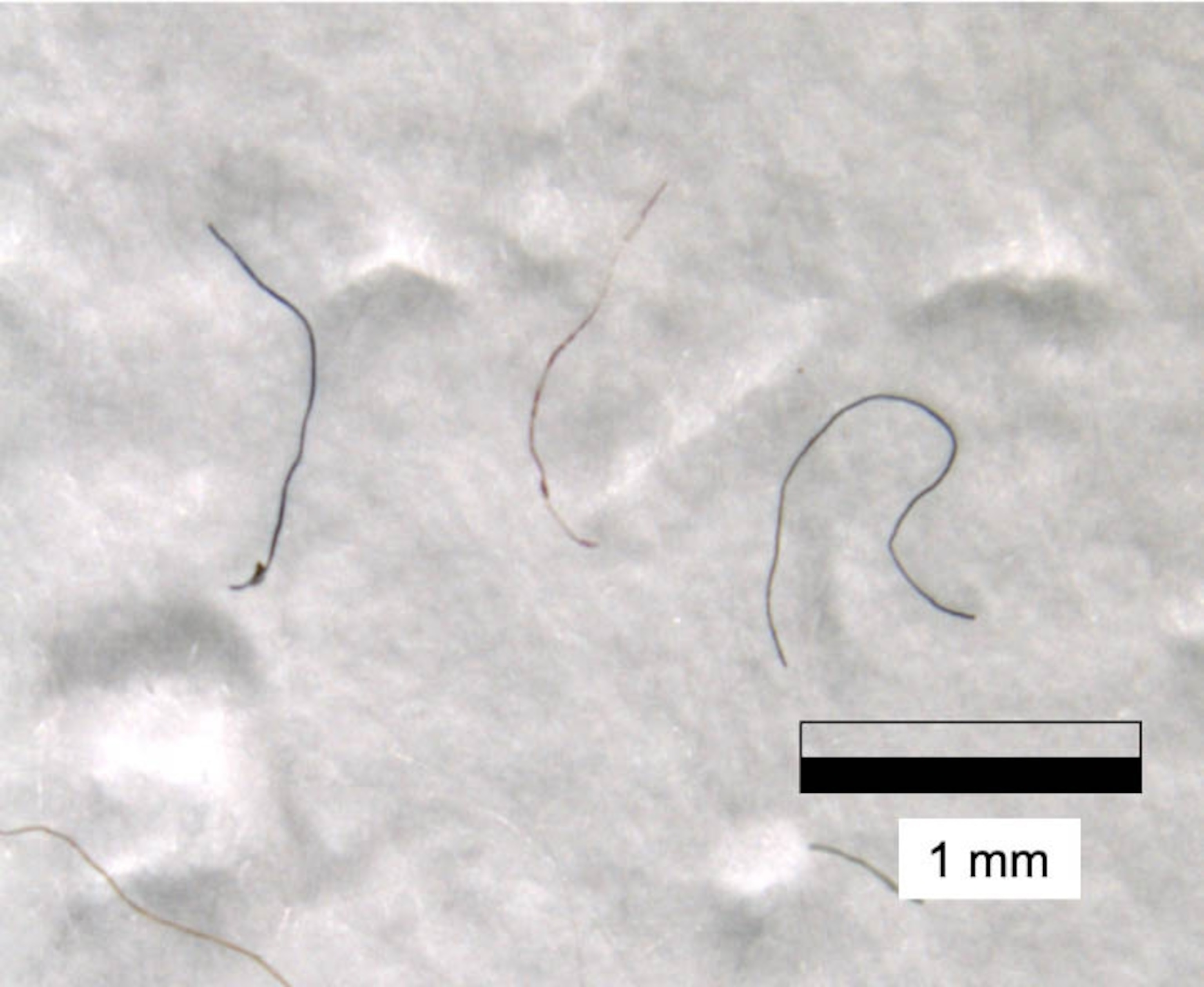 Particulates in snow from everest