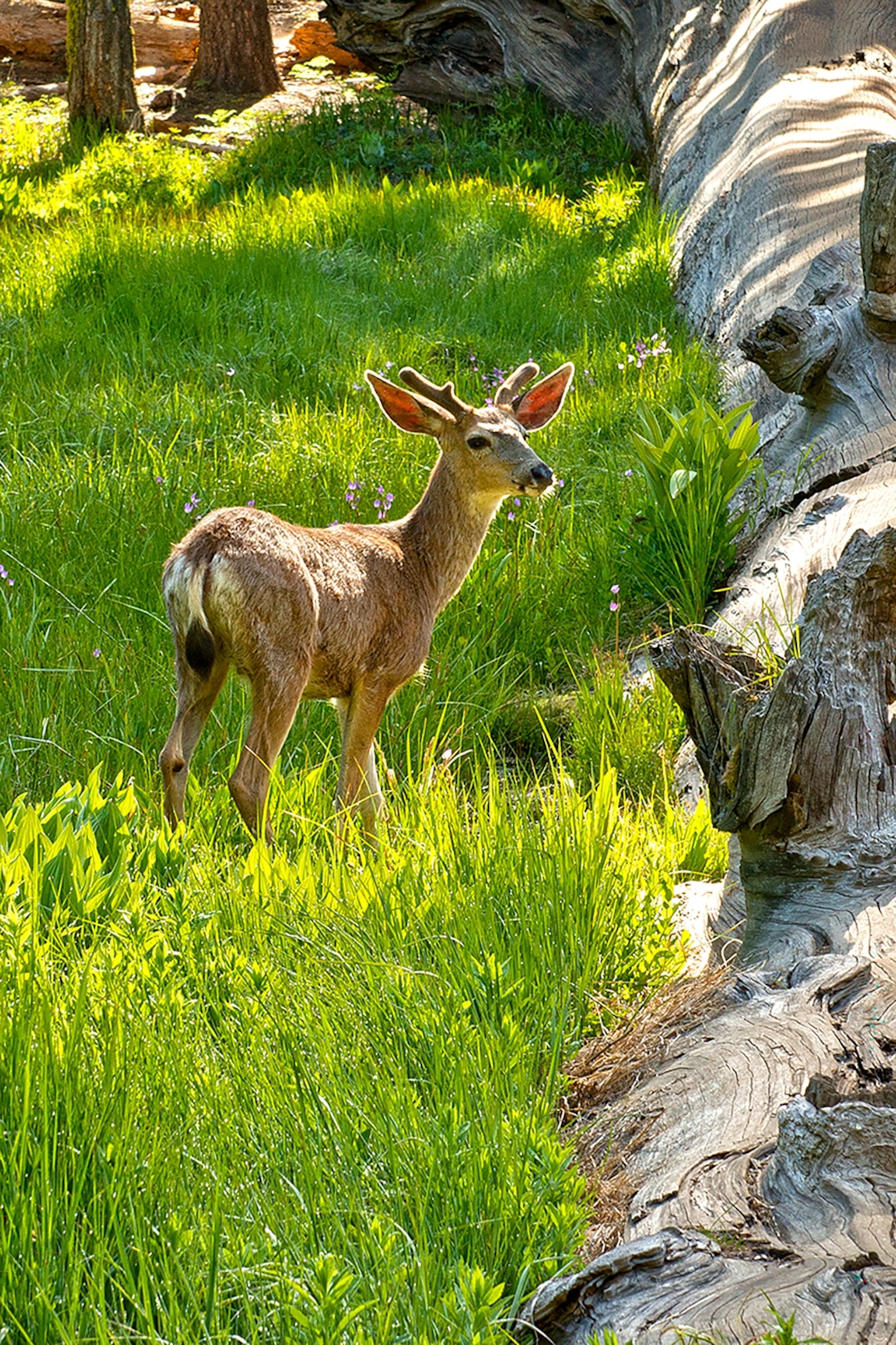 Deer standing among long vibrant green grass next to a fallen tree