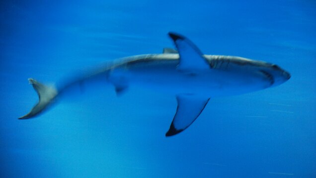 It Came From Basic Cable