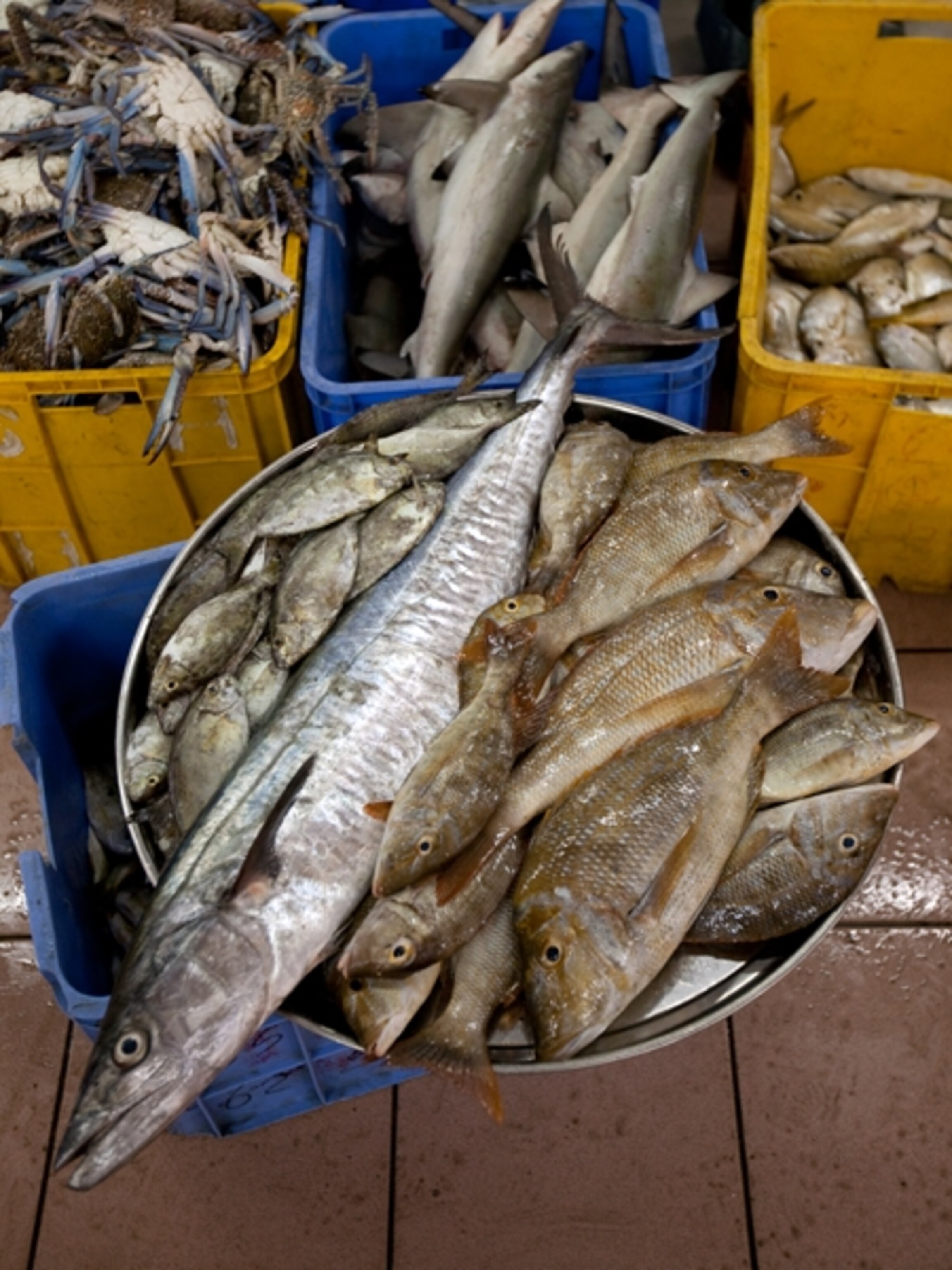 Fish lay in a basket prior to being displayed for sale