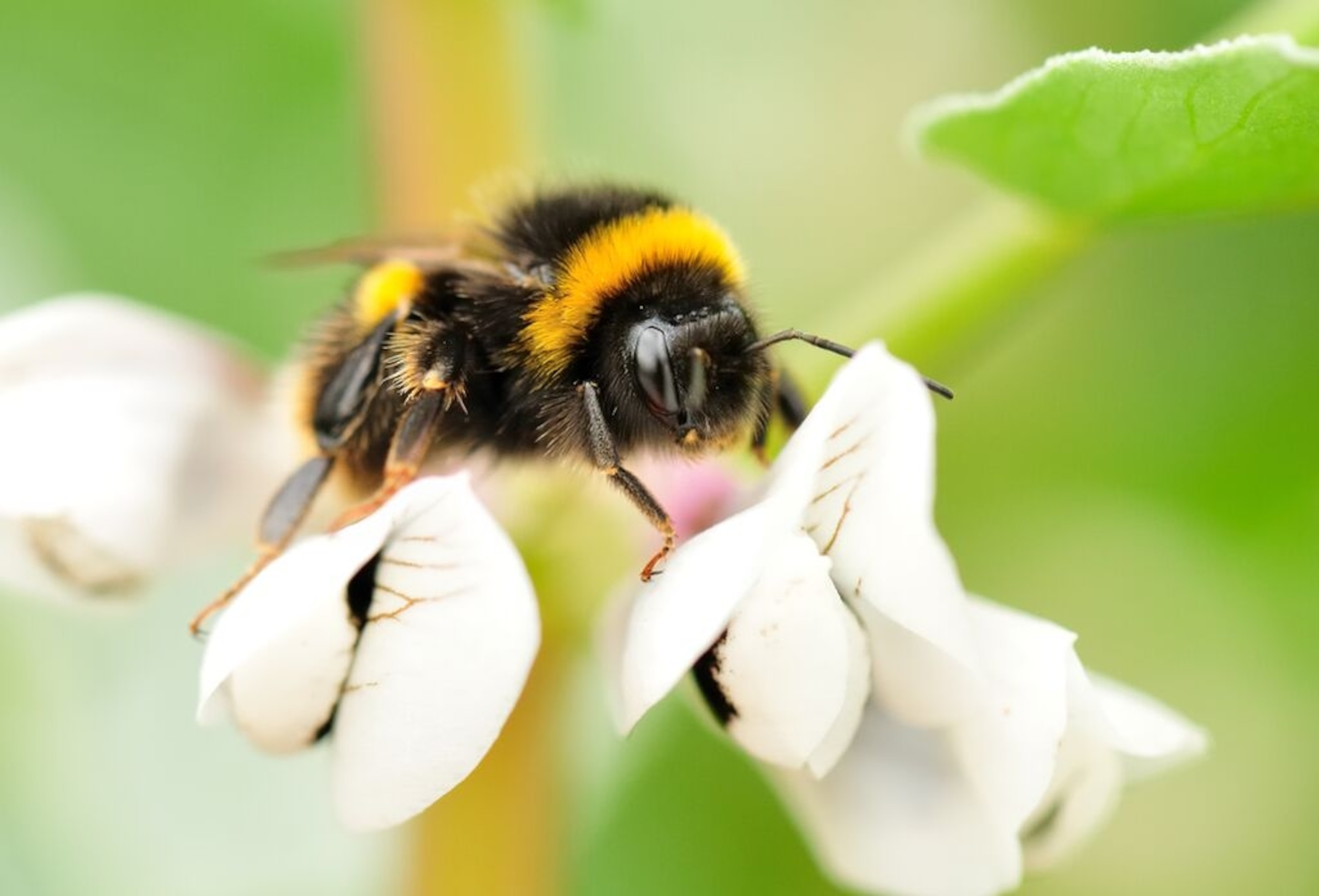 A bee visits the floor of a field bean plant. Photograph by Lucy Hulmes, NERC Centre for Ecology & Hydrology.