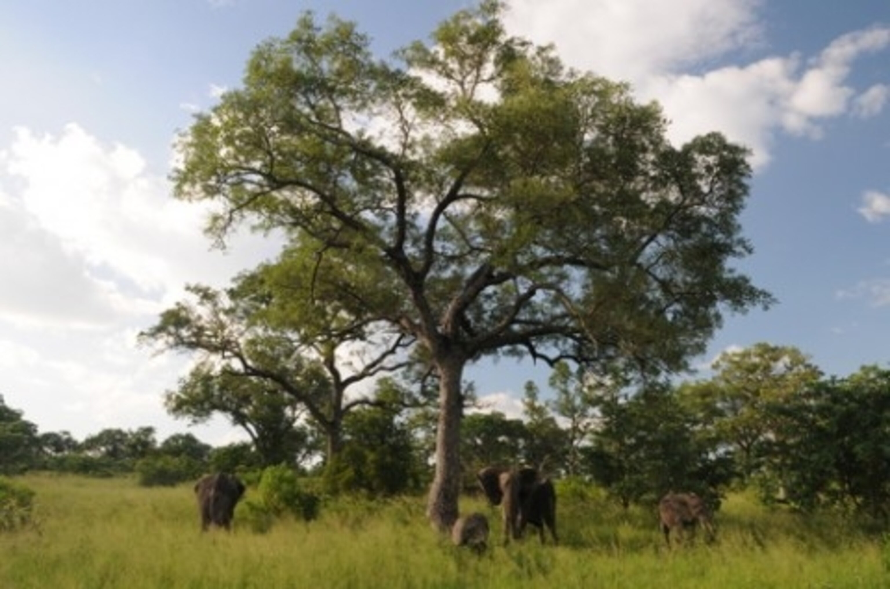 Elephant Tree.JPG