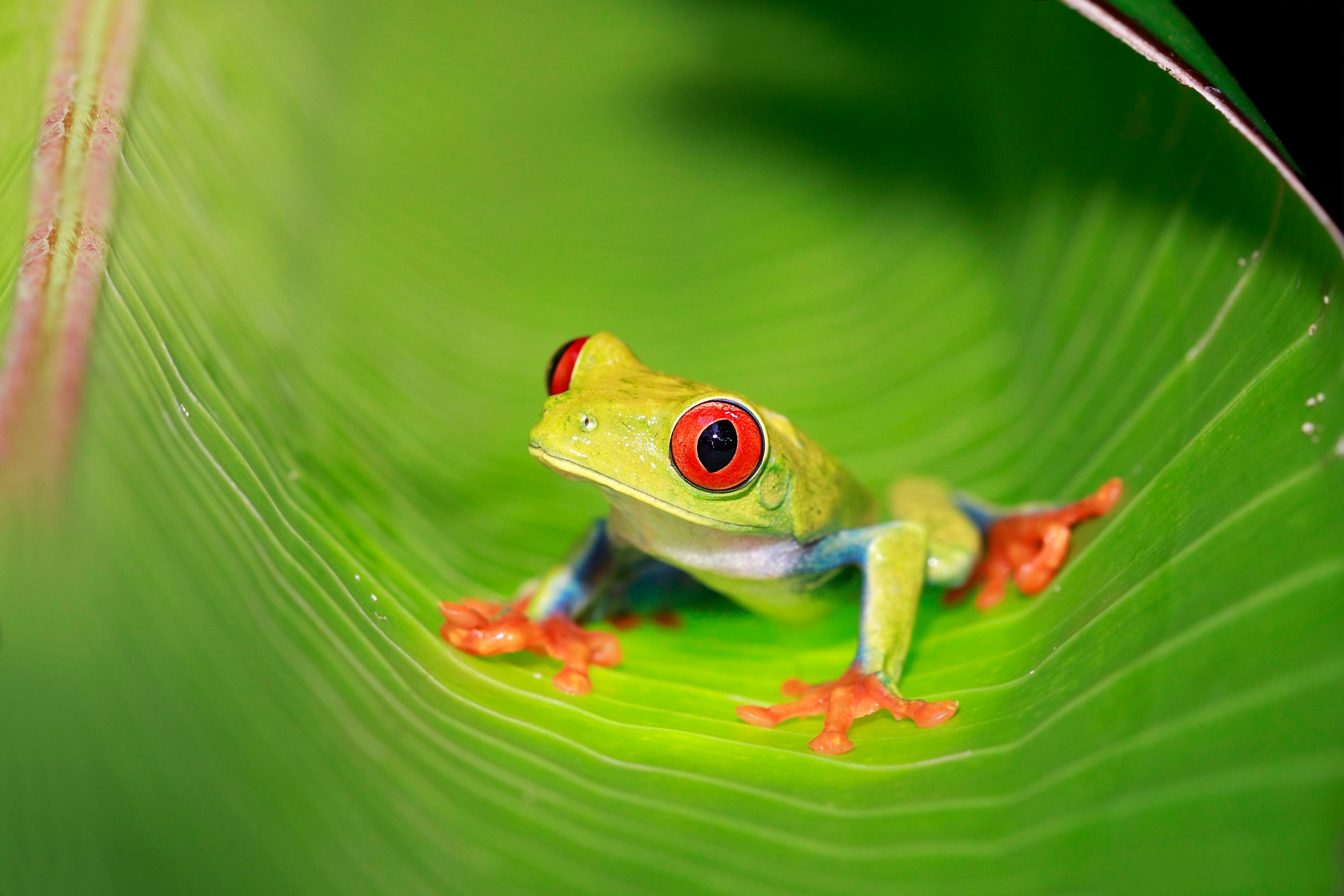 Red Eyed Tree Frog Eating Crickets