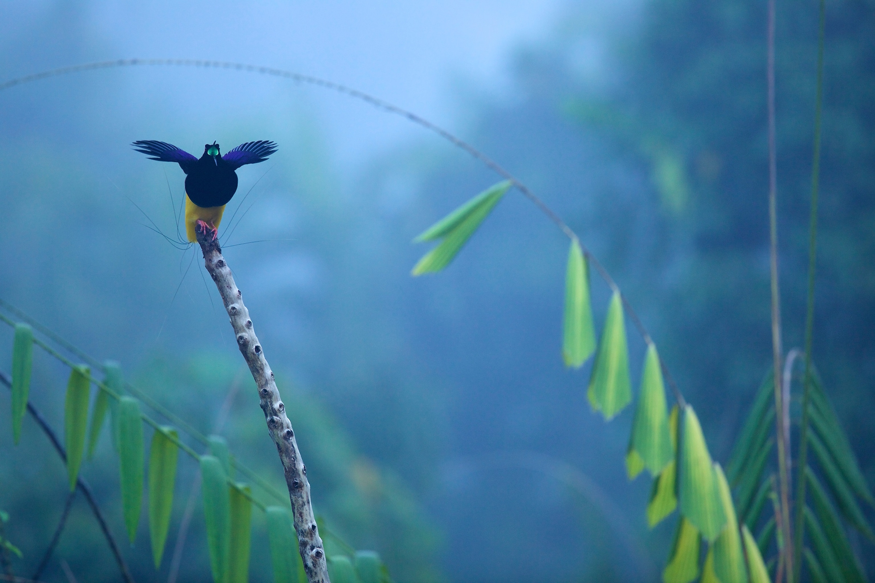 Twelve-wired Bird of Paradise (Seleucidis melanoleuca) male at display perch in the swamp rain forest at Nimbokrang, Papua, Indonesia, Island of New Guinea.
