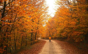 orange leaves and a walk way