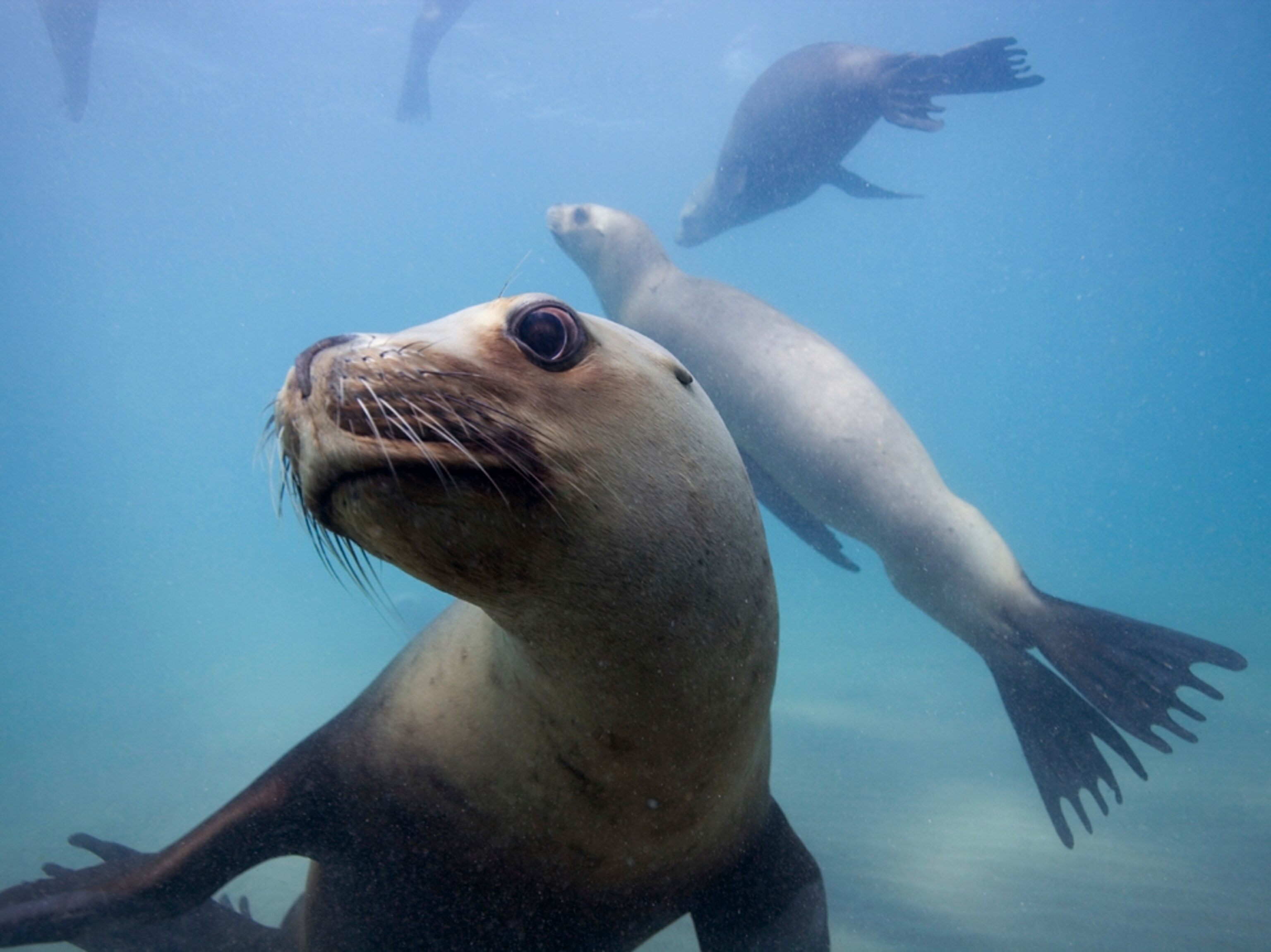 sea lions Argentina