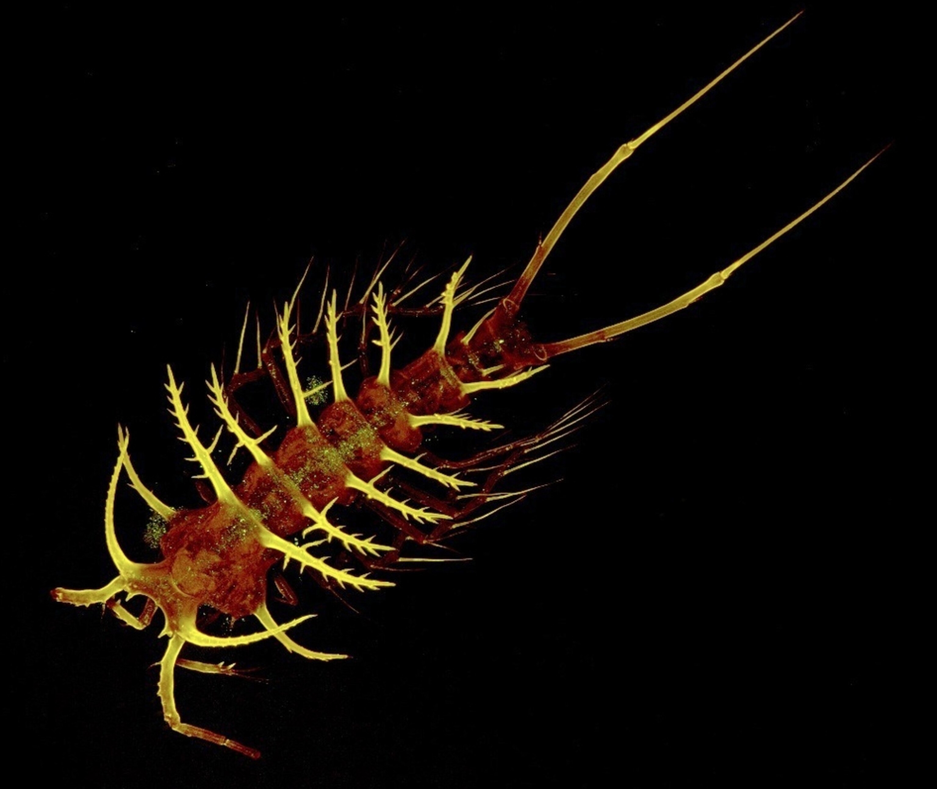 Picture of a new species of copepod, announced today in the final reports of the Census of Marine Life