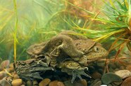 How Poachers Of The Rare Lake Titicaca Water Frog Became Its Protectors How Poachers Of The Rare Lake Titicaca Water Frog Became Its Protectors