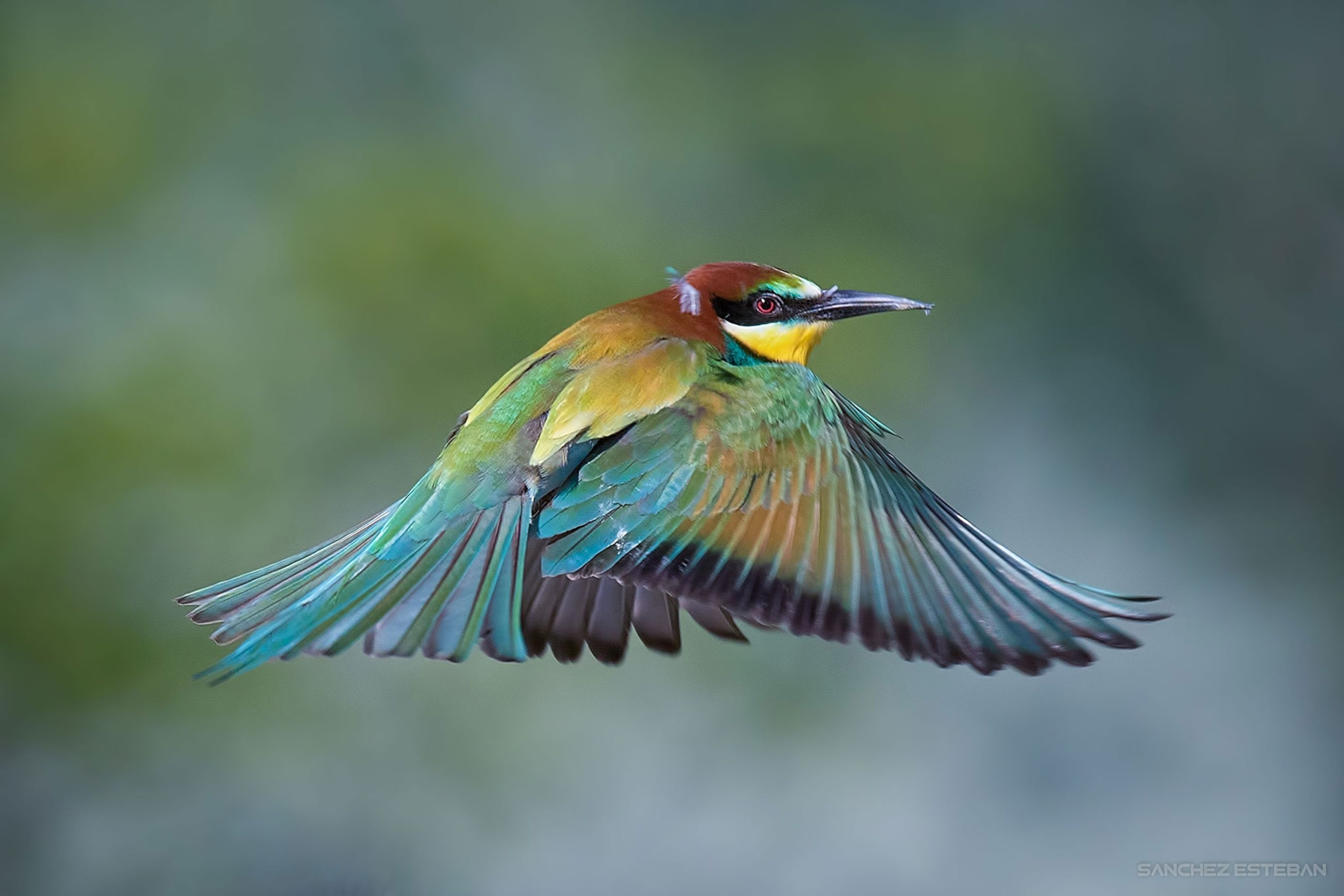 a bee-eater