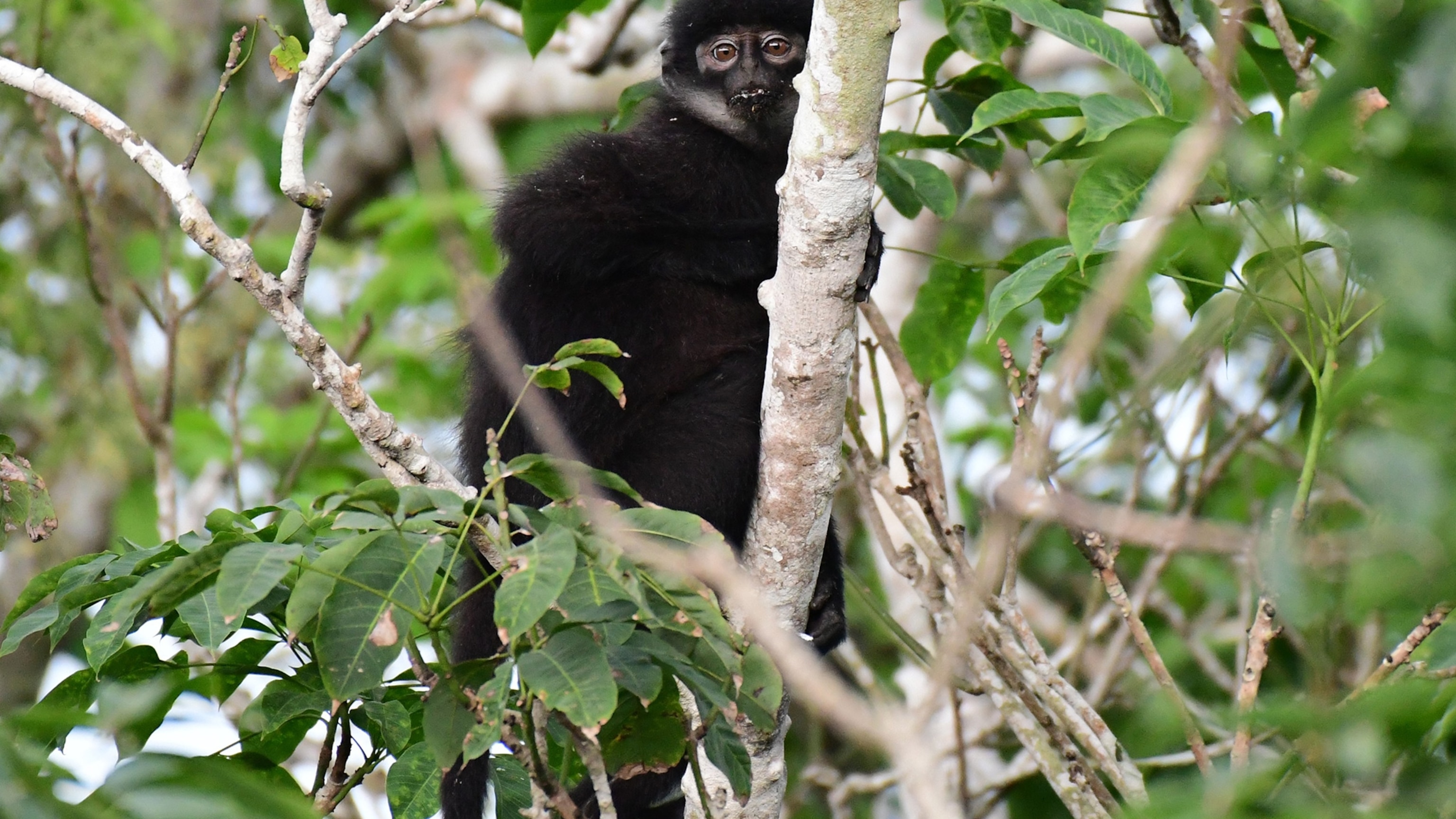 New monkey species found hiding in plain sight | National Geographic