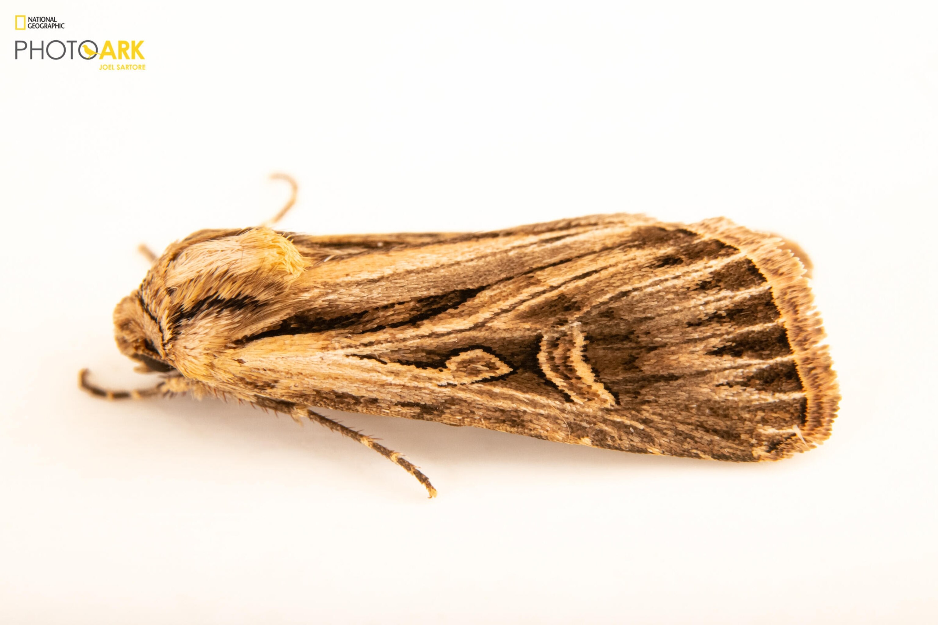To help save endangered species, Joel Sartore takes their pictures