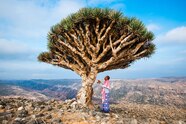 Can Socotra Yemen s Dragon s Blood Island Be Saved National Can Socotra Yemen s Dragon s Blood Island Be Saved National