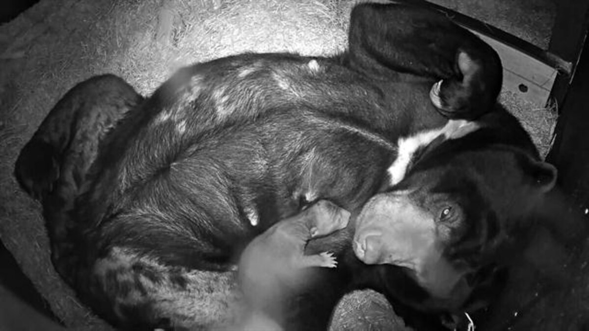 Sun Bears Rescued From Wildlife Trade Give Birth at U.K. Zoo