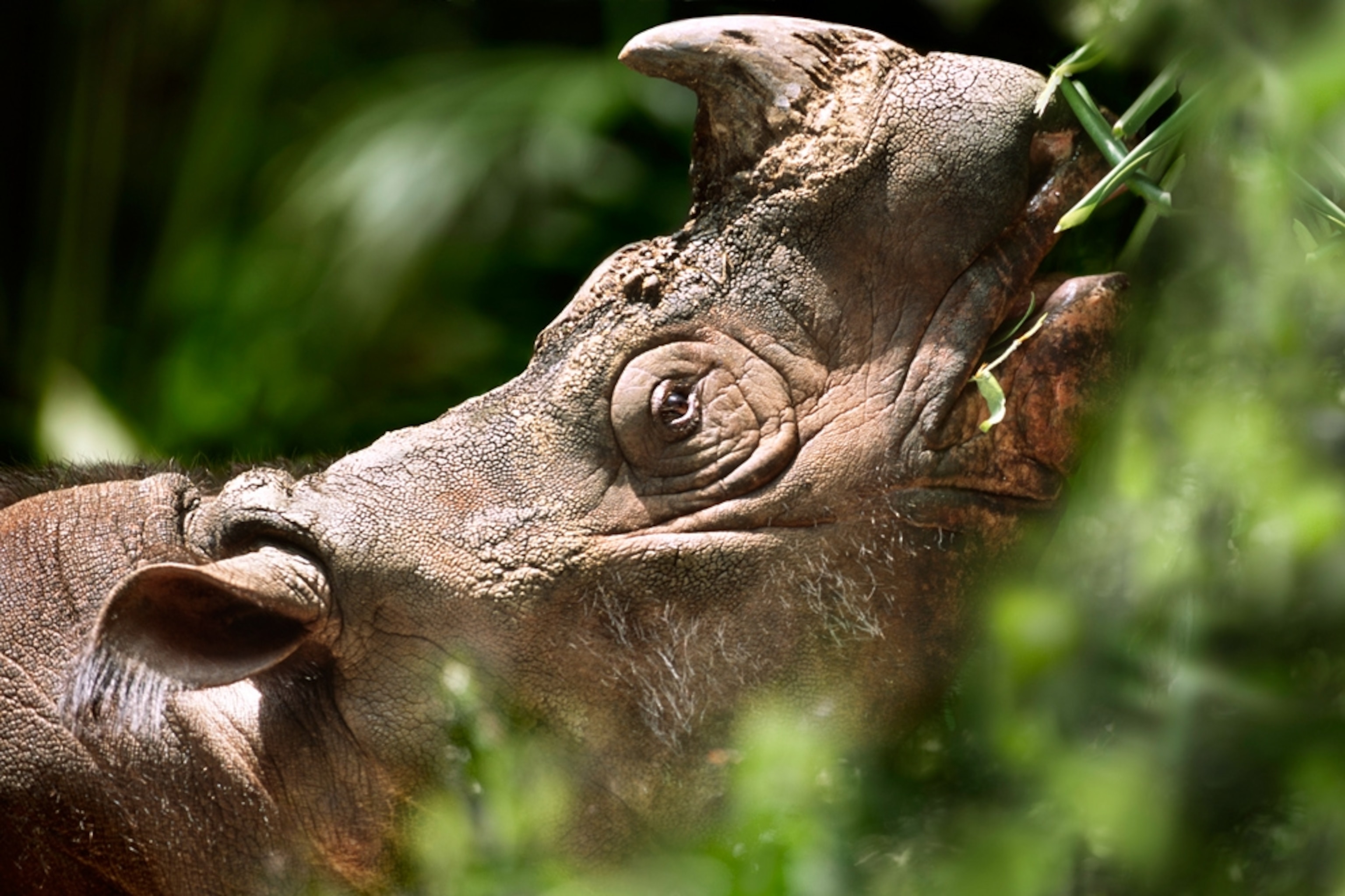 A Sumatran two-horned rhinoceros in a rehabilitation center in Borneo.