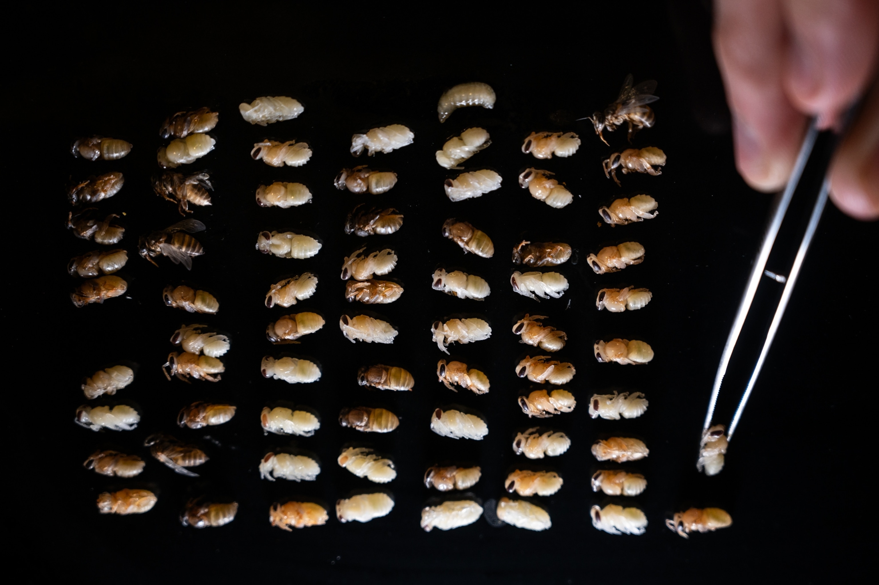 Various stages of development of bee larvae during an inspection of a colony, Chiang Rai, Thailand
