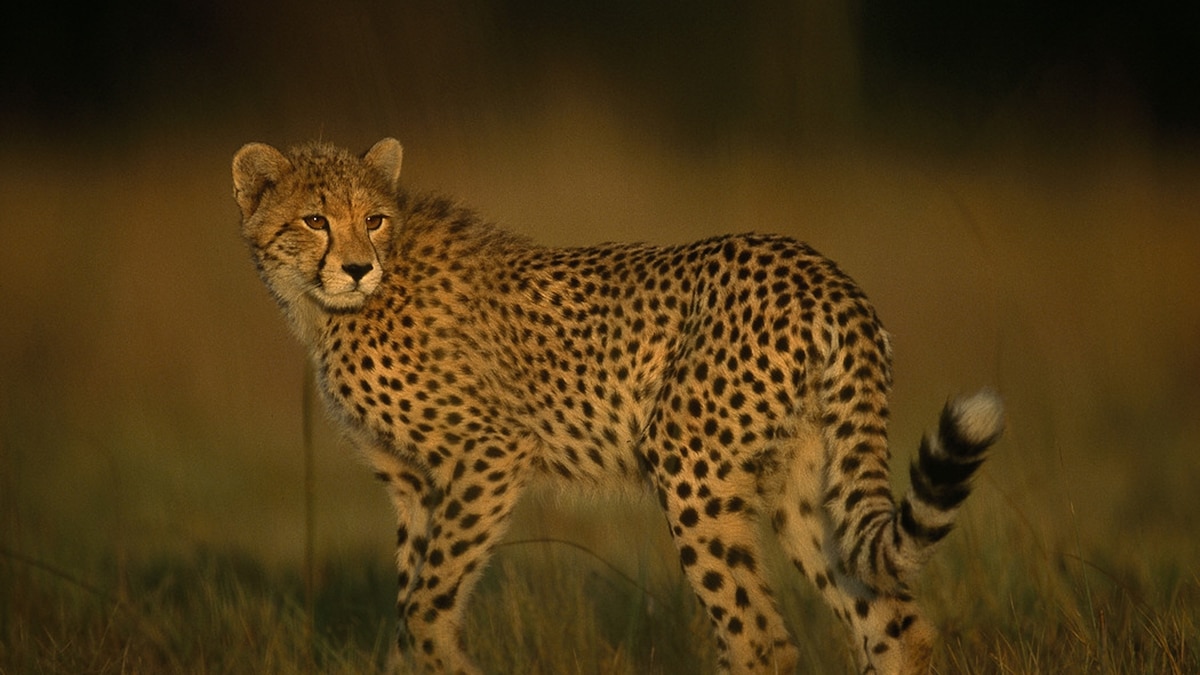 Long-Held Myth About Cheetahs Busted