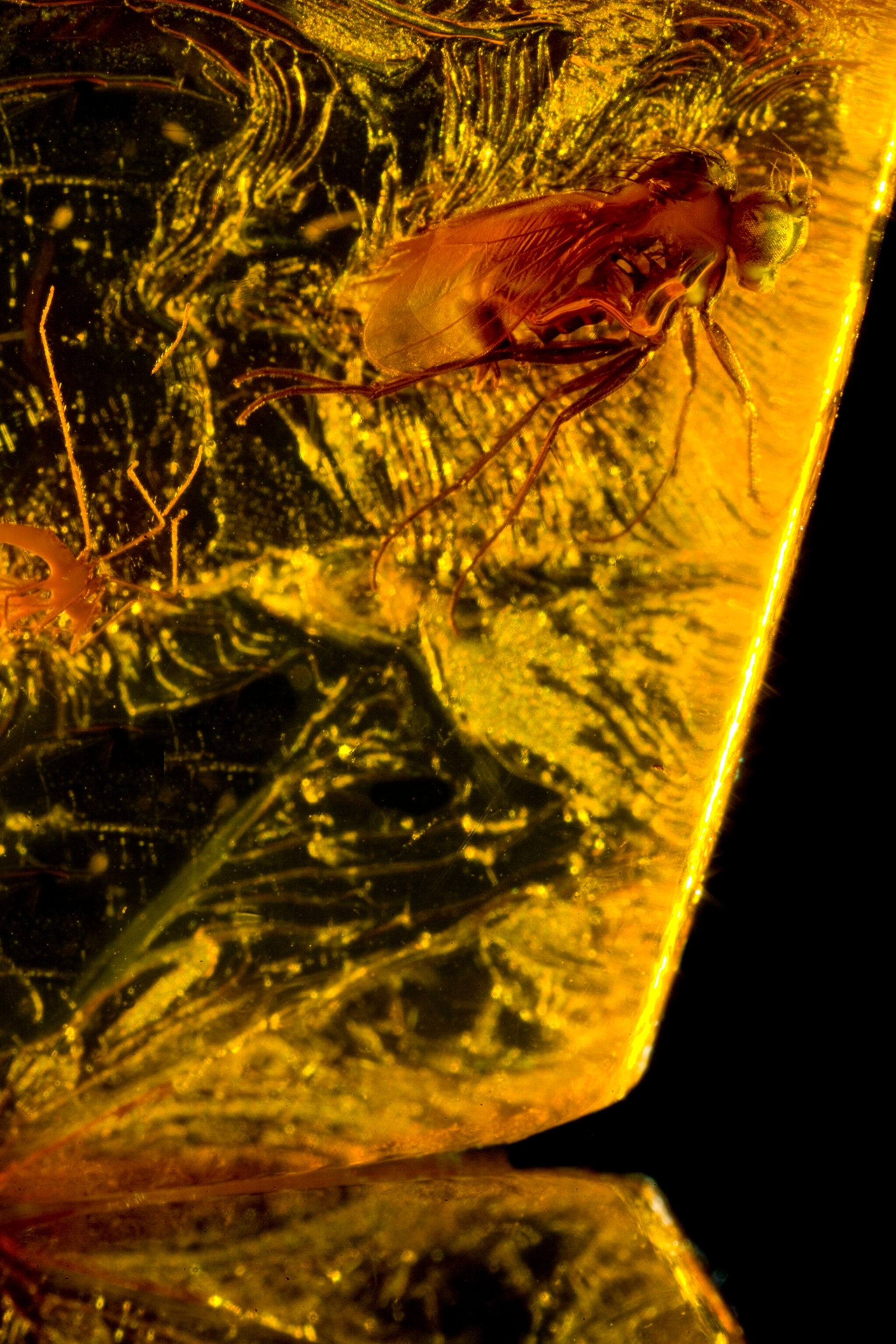 This insect is suspended in Amber -- a form of fossilized tree resin that preserves anything that it envelops. Amber is an intriguing form of fossilization for specimens in that it completely preserves that which is enveloped, not like the mineralizing processes found in a typical stone-embedded fossil. Because of these specimens are very well preserved, the DNA of the specimens even remaining intact.