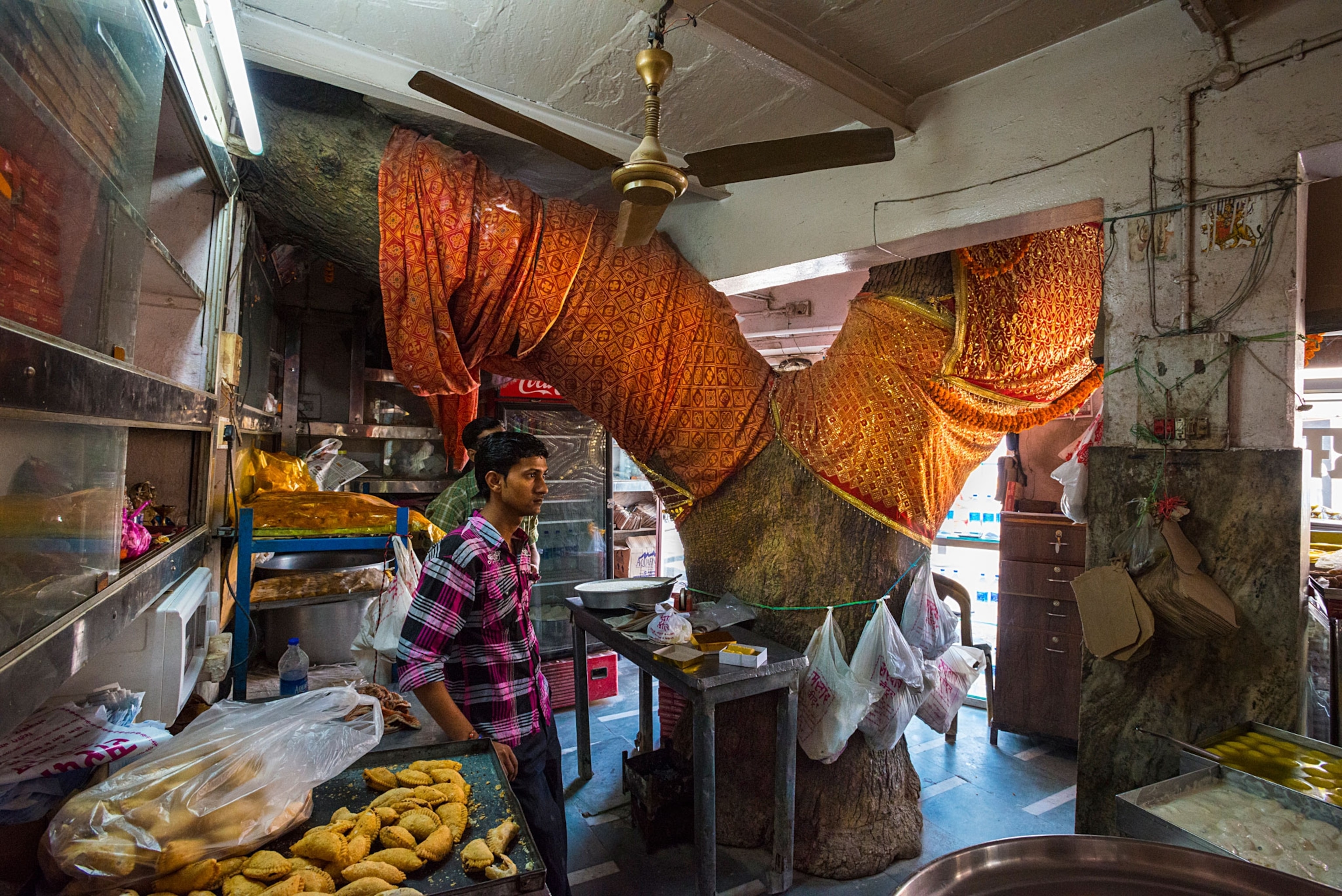 a Neem tree in India