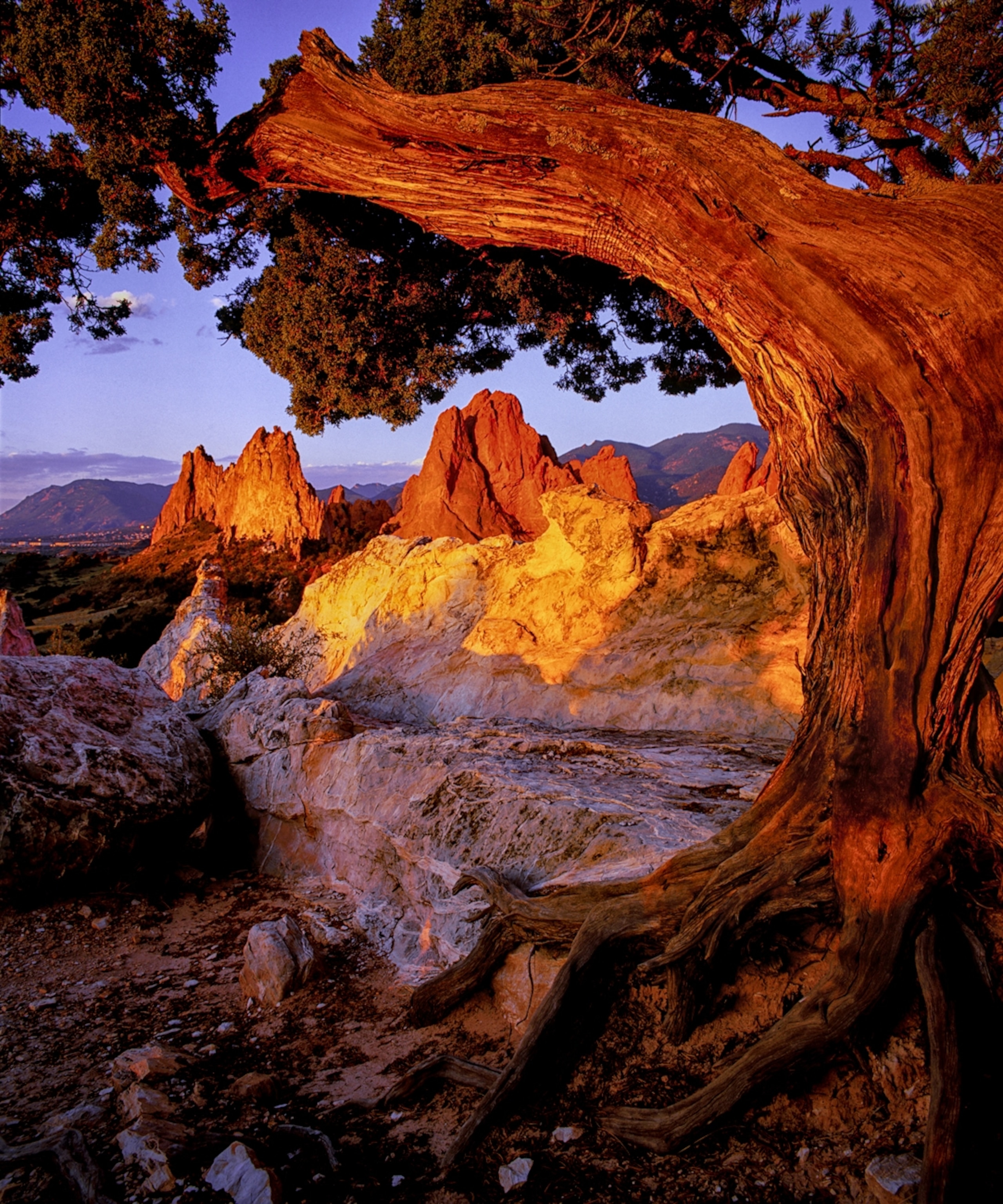 A juniper tree Colorado