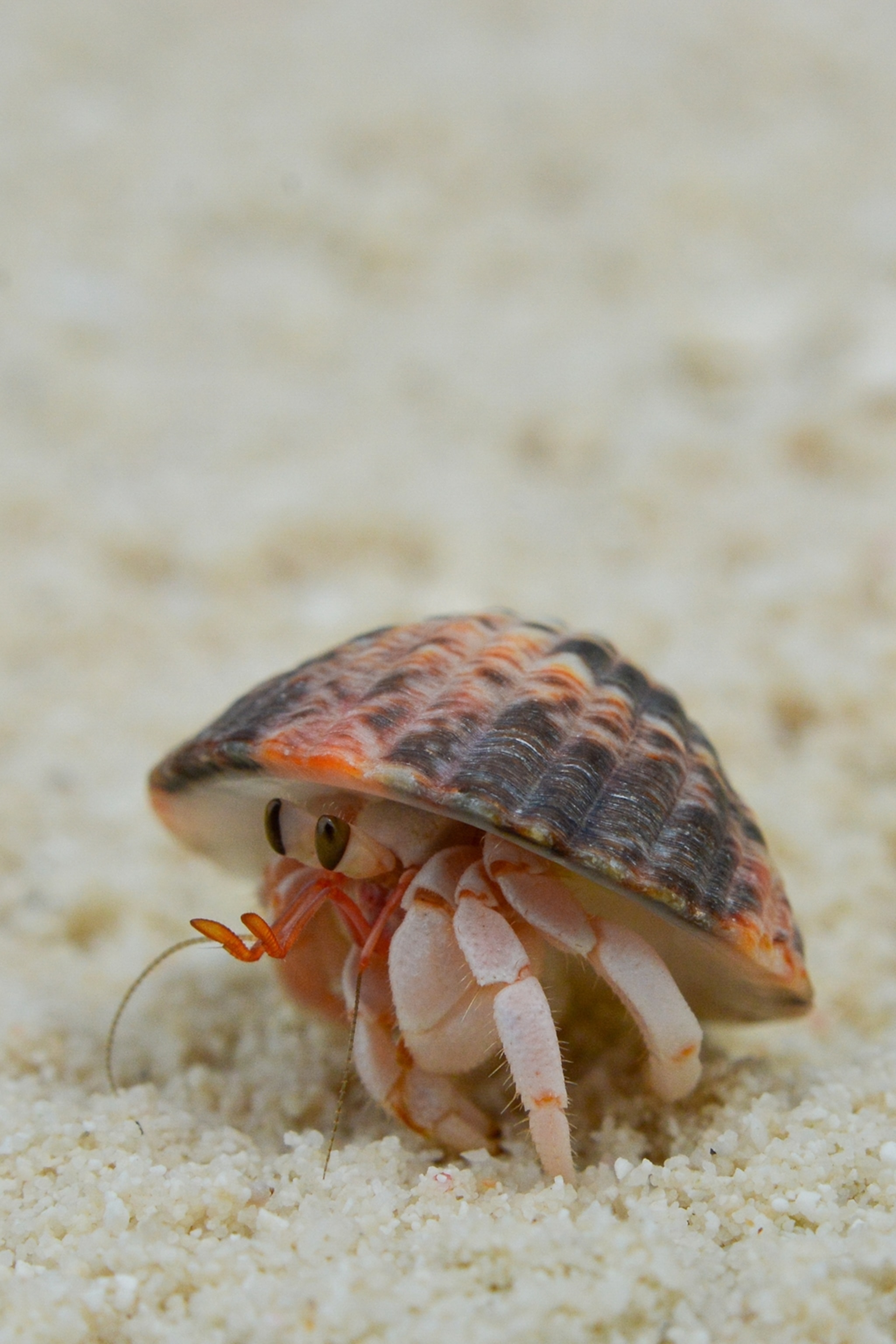 A close-up of a tiny red crab in the sand.
