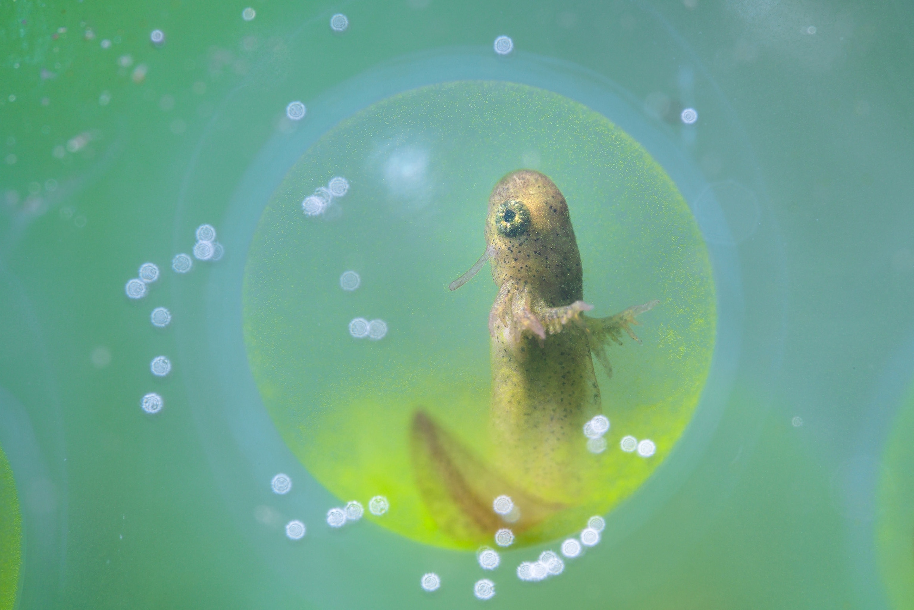 A brown larva sits inside a circular egg that looks like a bubble.
