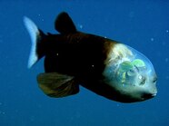 Real Unusual Fish Real Unusual Fish