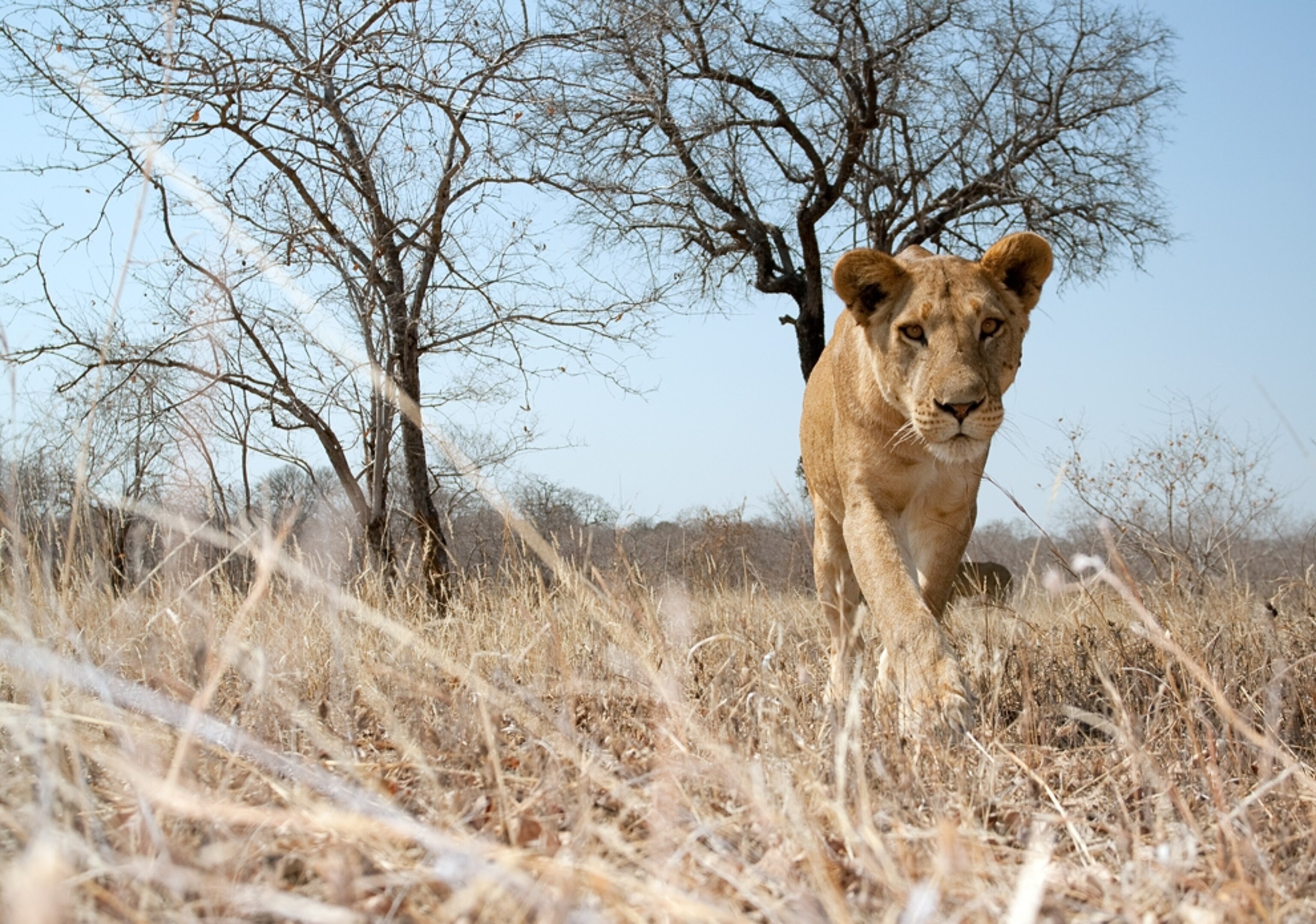 A picture of an African lion approaching BeetleCam, a remote control camera, which was later mauled by the lion.