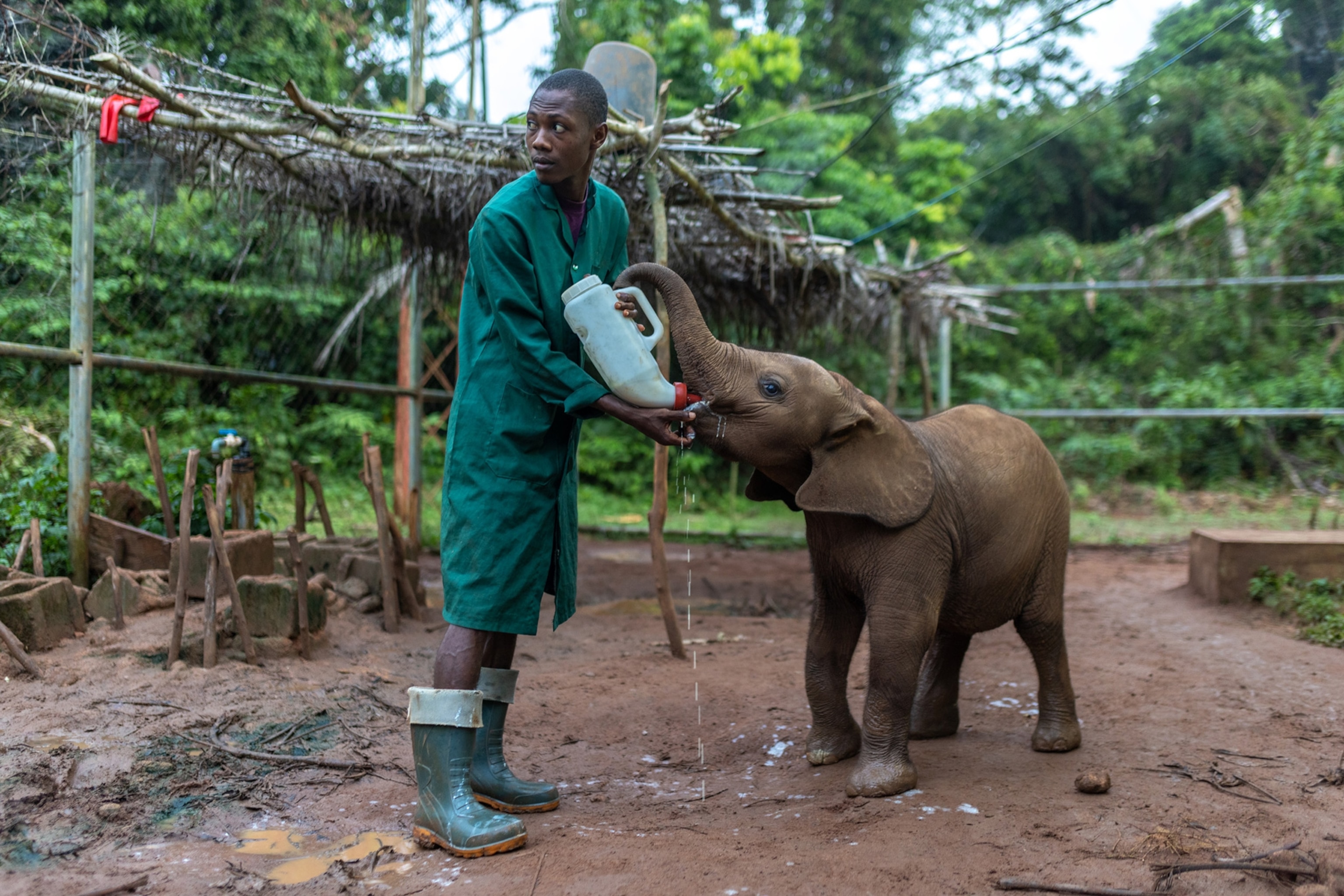 baby elephant being bottle fed by a man wearing a green coat in an enclosure surrounded by forest