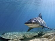 Shark Pictures Shark Wallpapers National Geographic National 