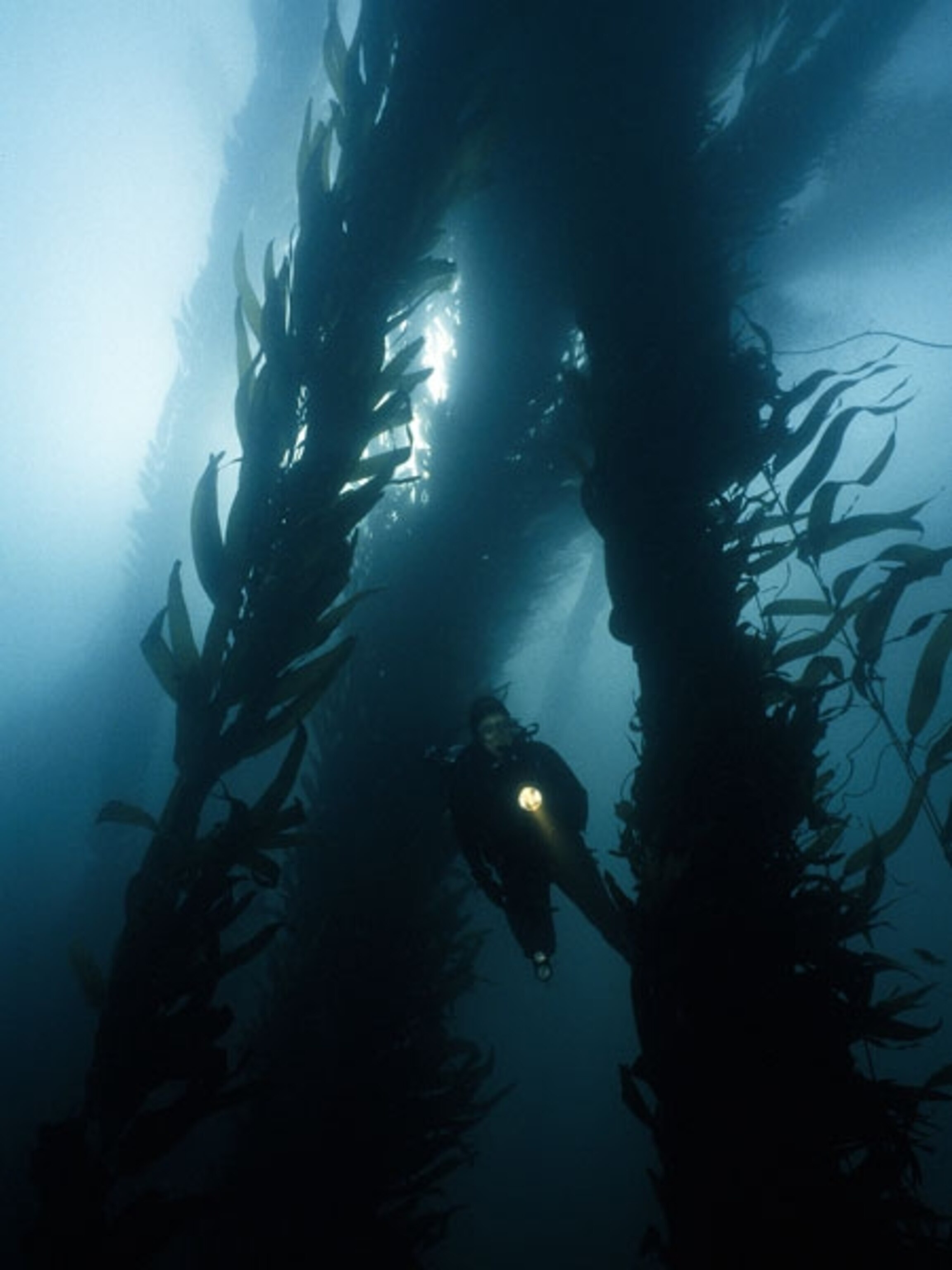 Diver swims through Monterey Bay’s giant kelp