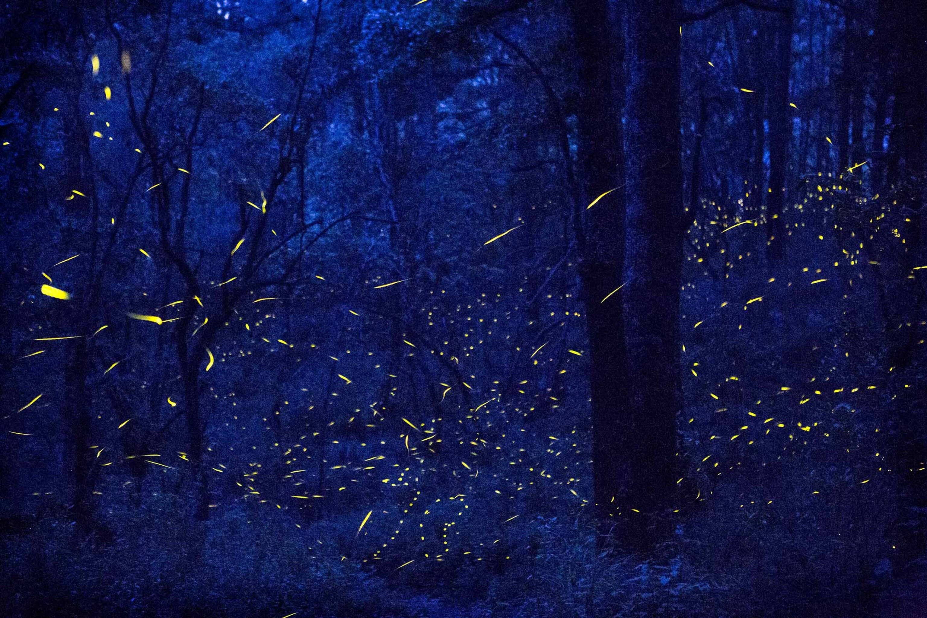fireflies at Santa Clara Sanctuary in Mexico.