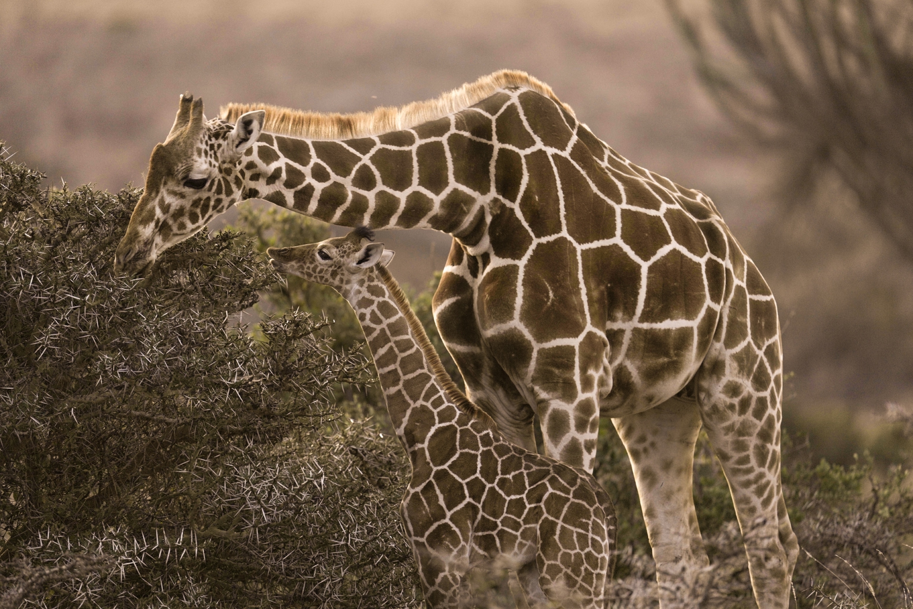 A mother and calf reticulated giraffe graze at dusk