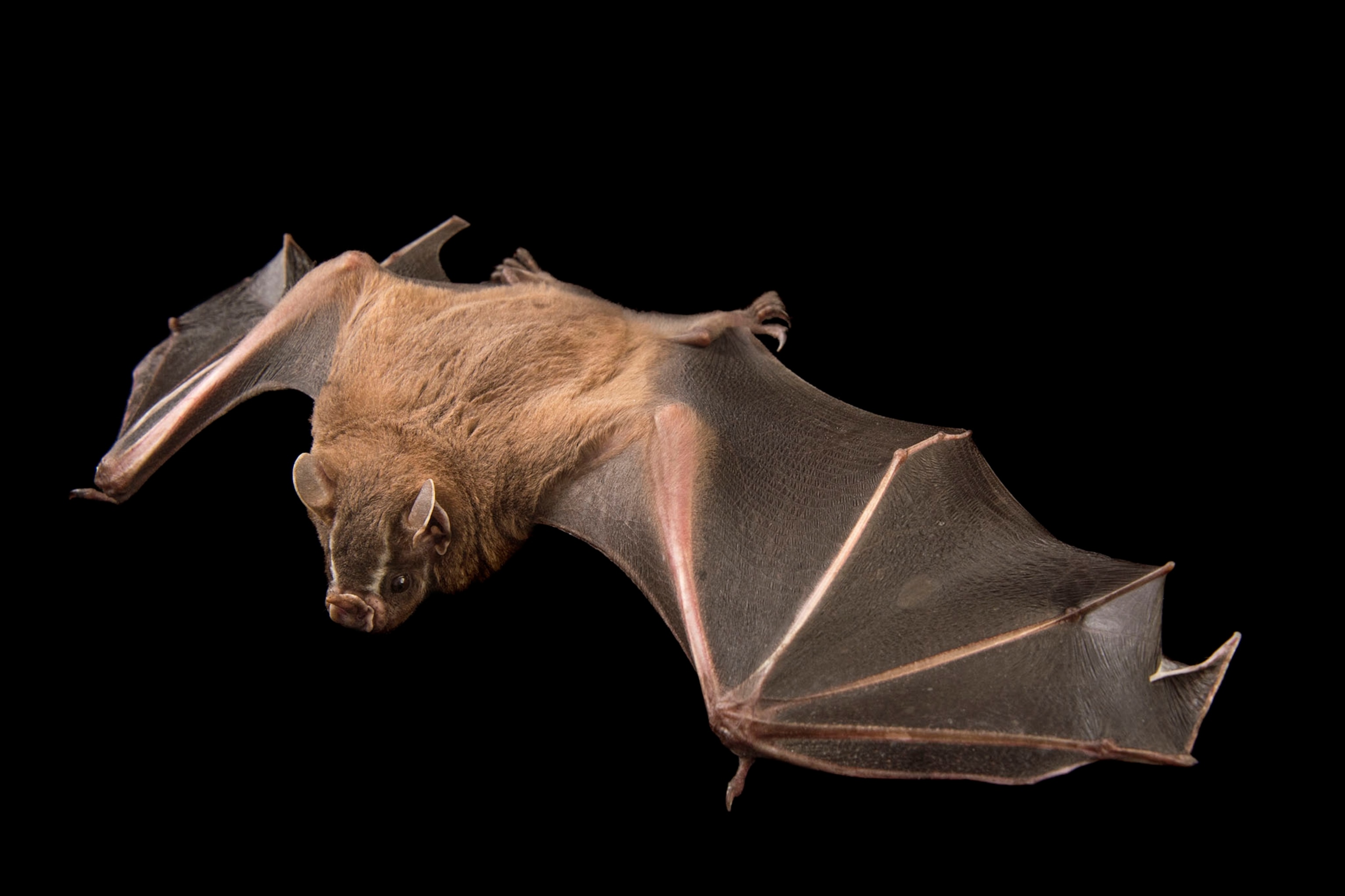 16 Incredible Pictures Show the Beauty of Bats